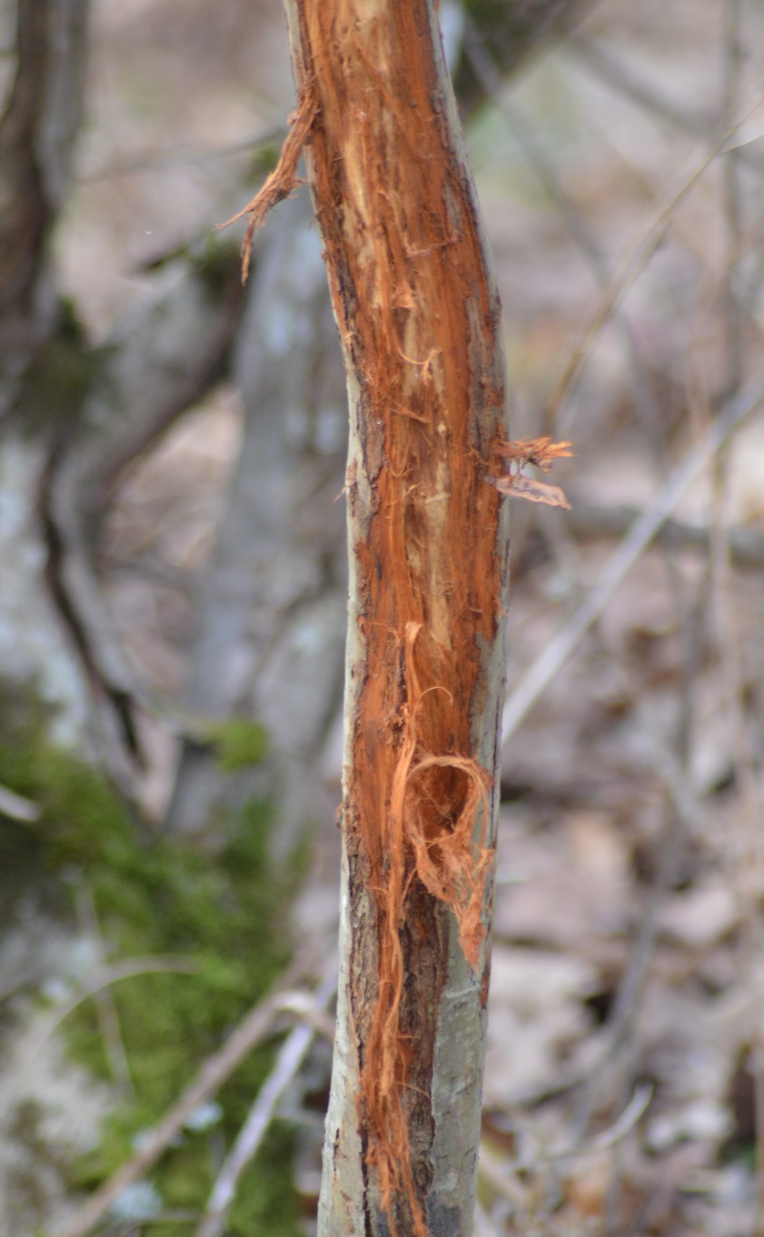 L'écorçage d'un cerf (Guilly).jpg