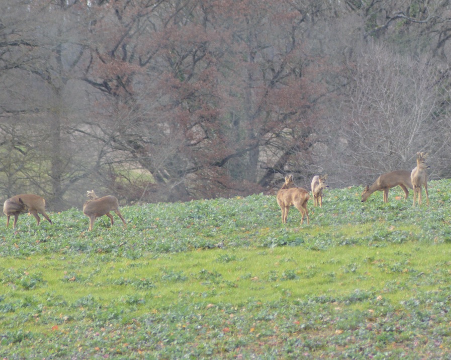 Chevreuil du Berry (Guilly).jpg