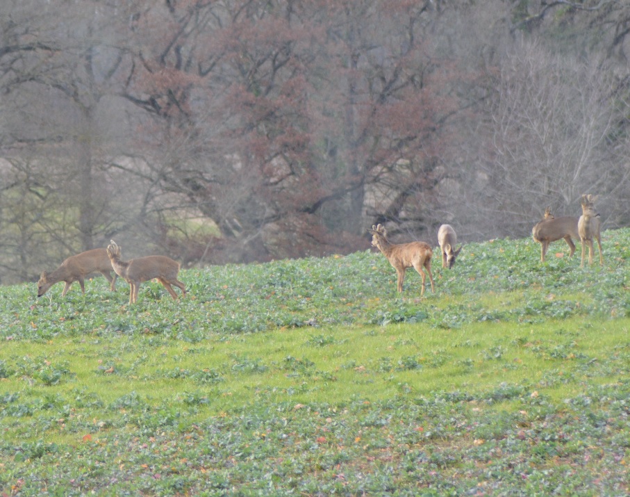 Mes p'tits copains en plein casse-croute (Guilly).jpg