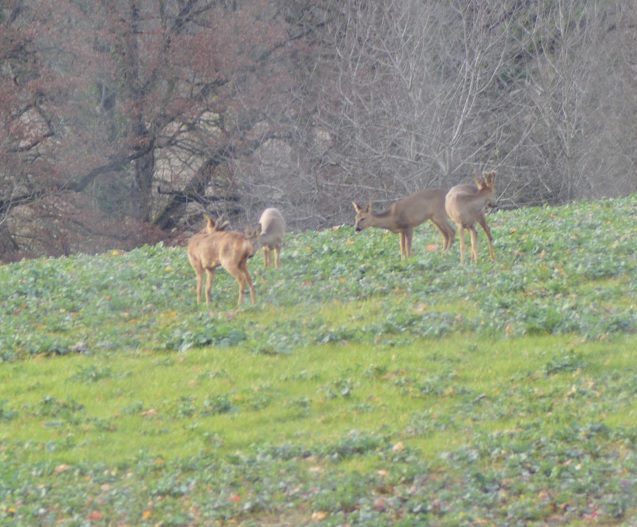 Les couples ce sont formés (Guilly).jpg