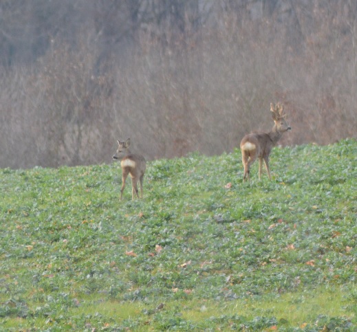 Velours sur les nouveaux bois (Guilly).jpg