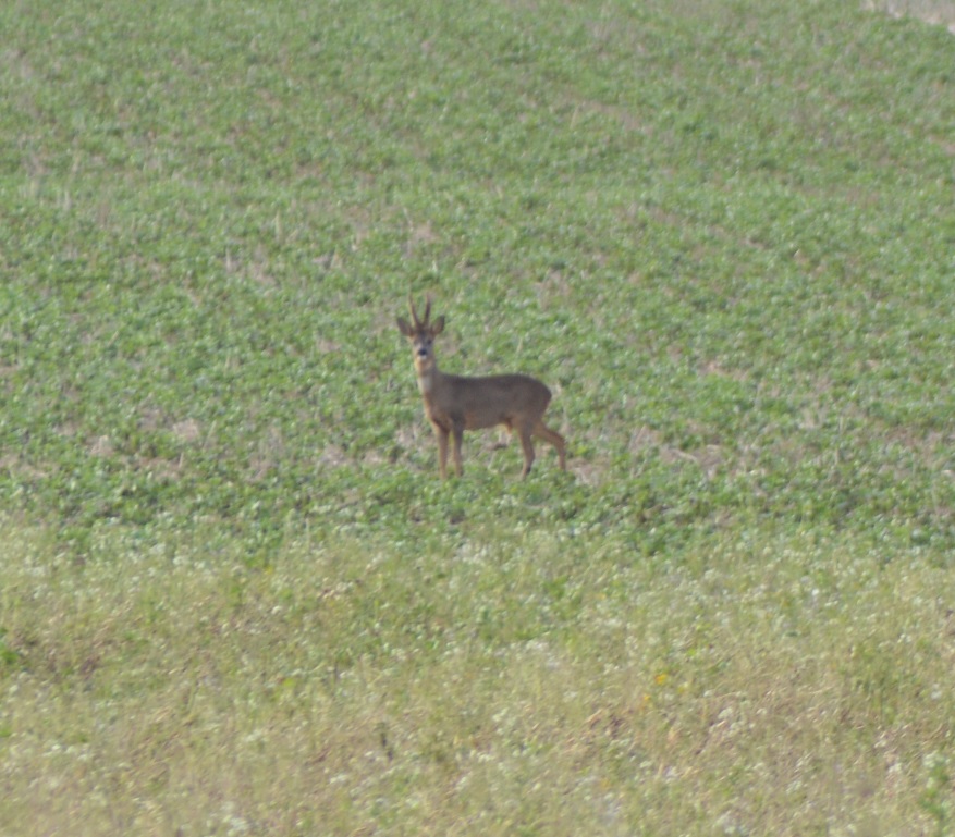 Je croie que je suis repéré (Guilly).jpg