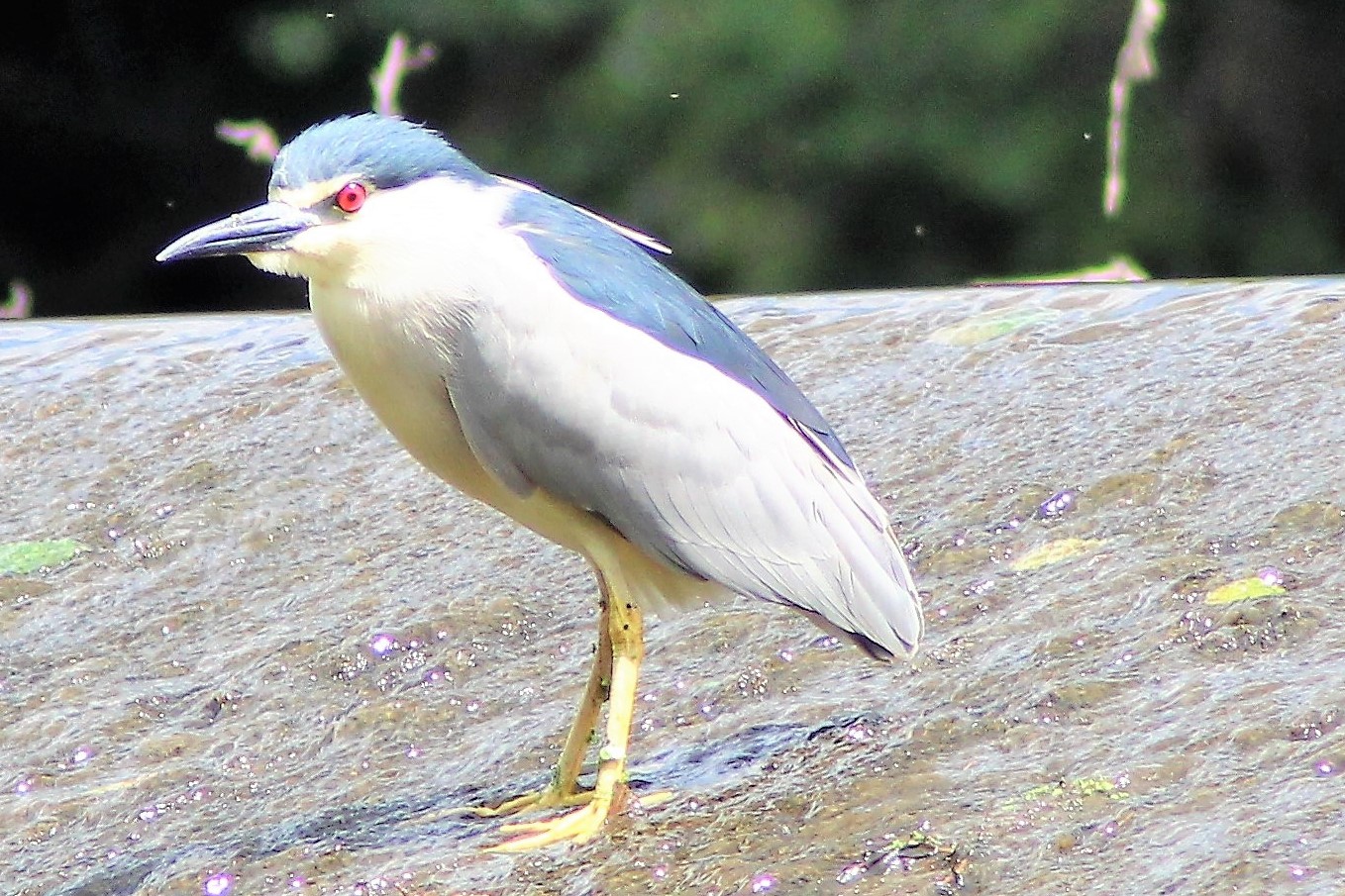 bihoreau gris 03-1 (2).JPG