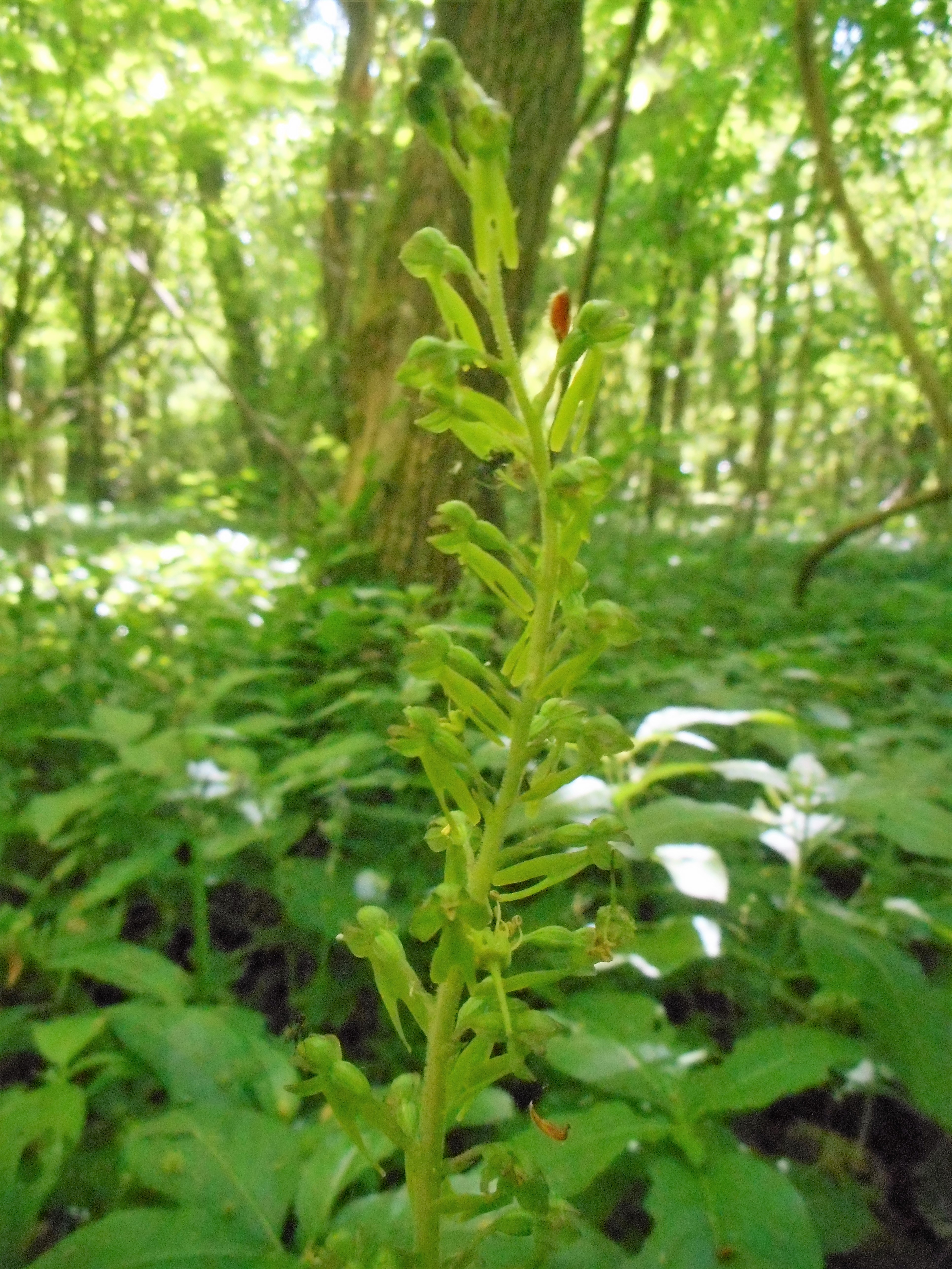 listere a feuilles ovales 95 ennery (2).JPG