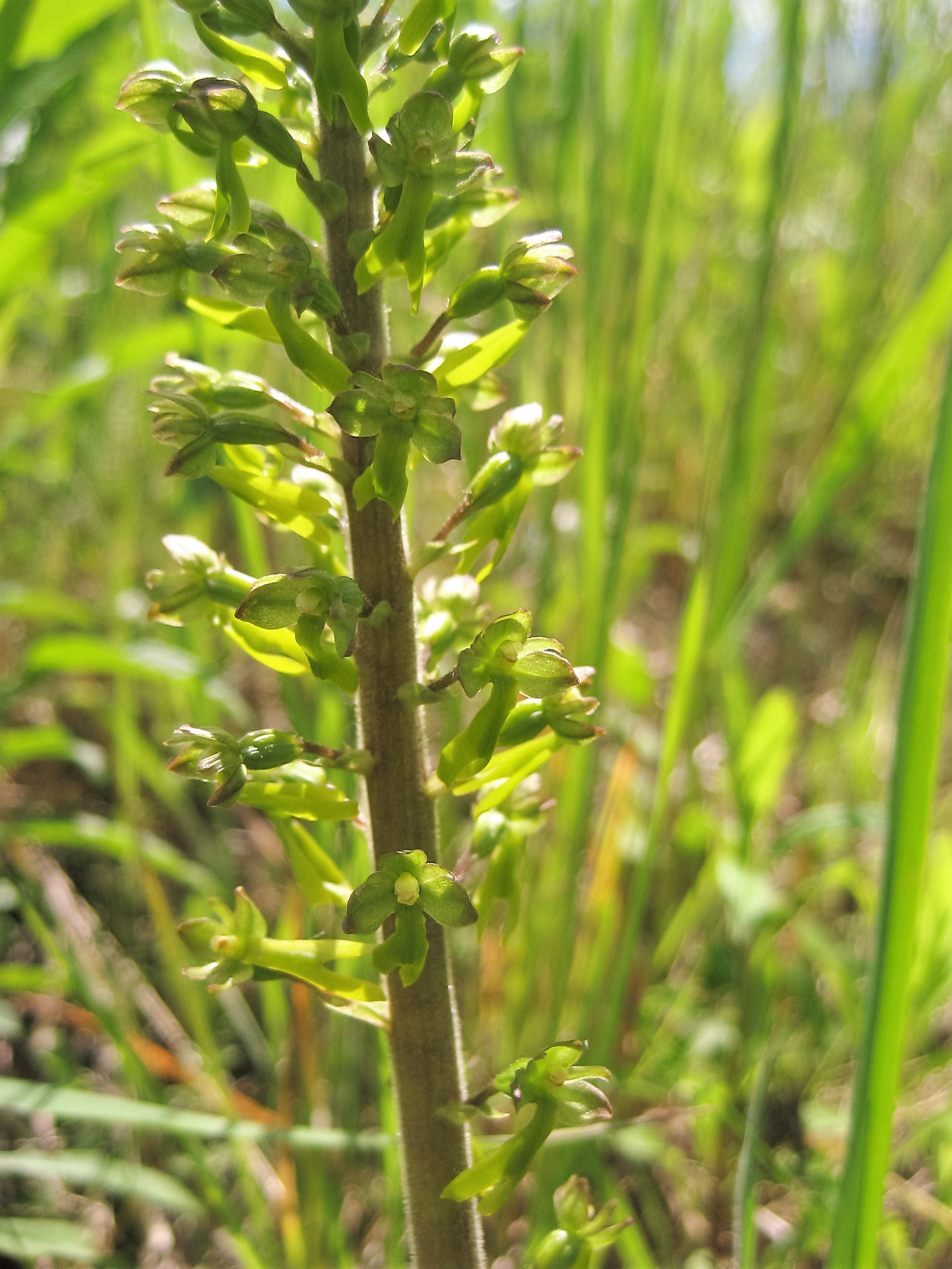 listere a feuilles ovales 1.JPG