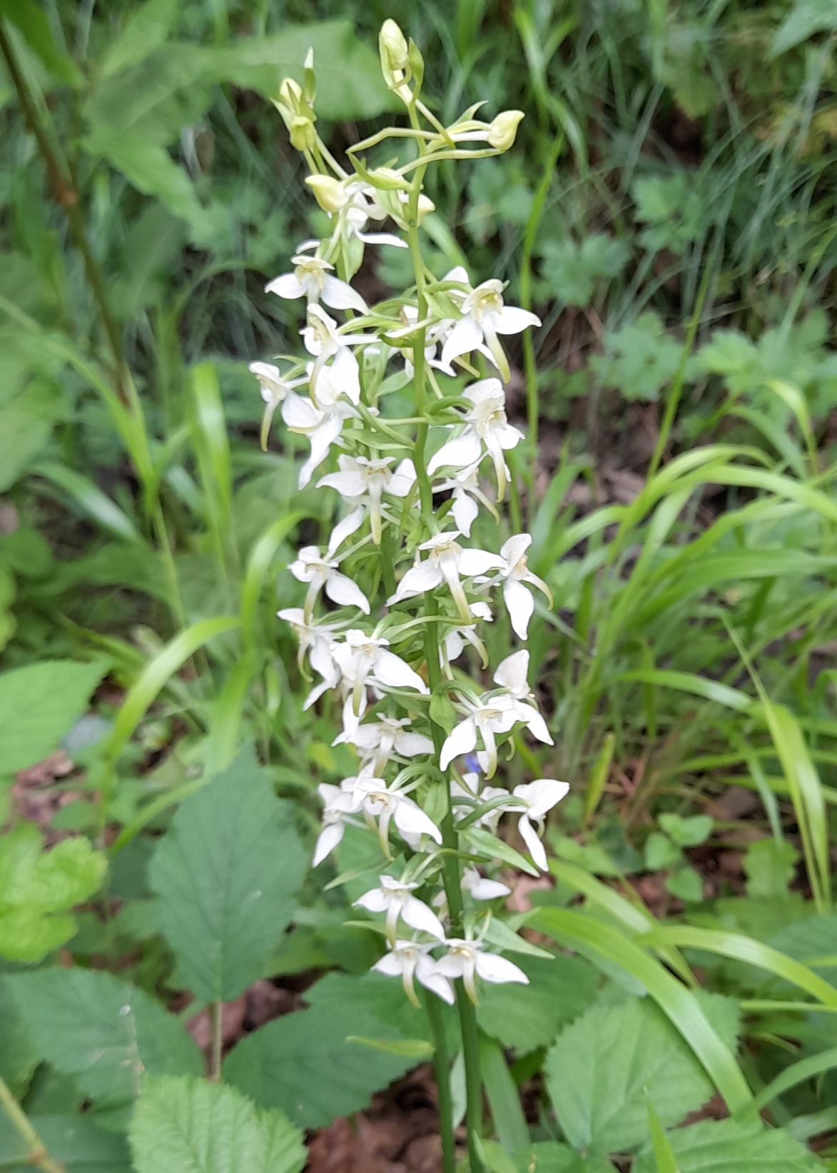 Platanthera 1.jpg