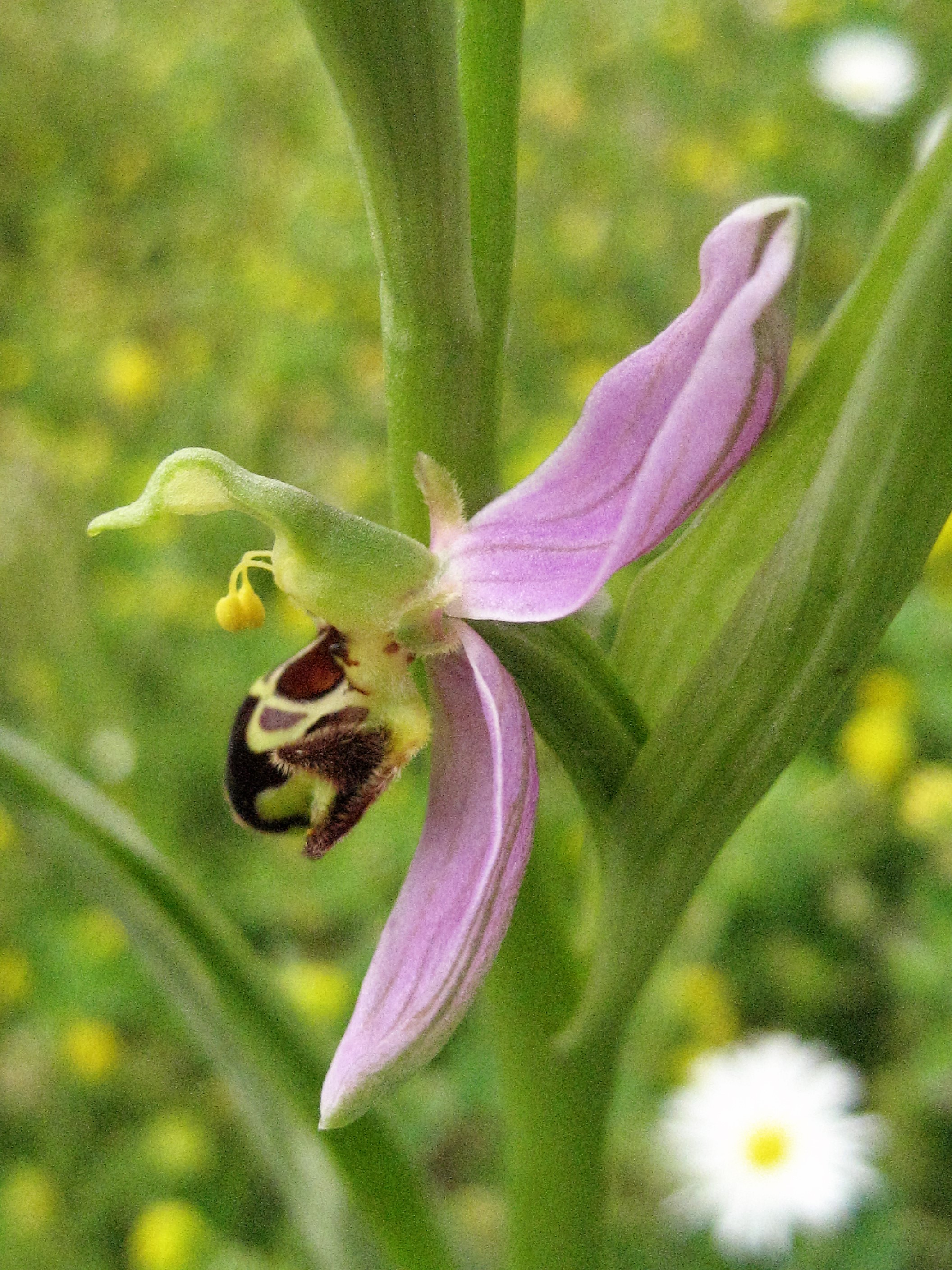 ophrys abeille 7.JPG