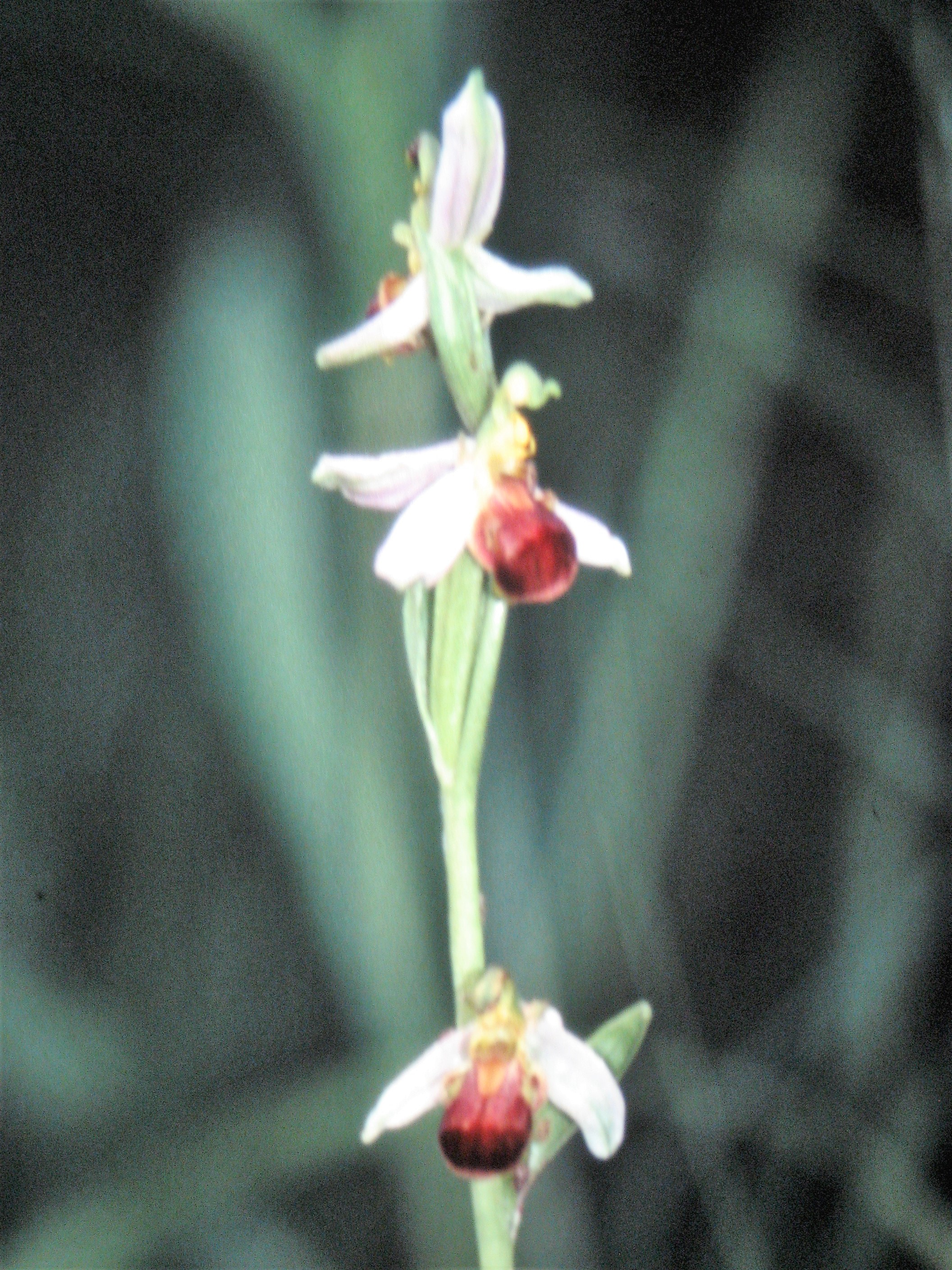 Ophrys abeille variété bicolore(cergy)95 (2).JPG