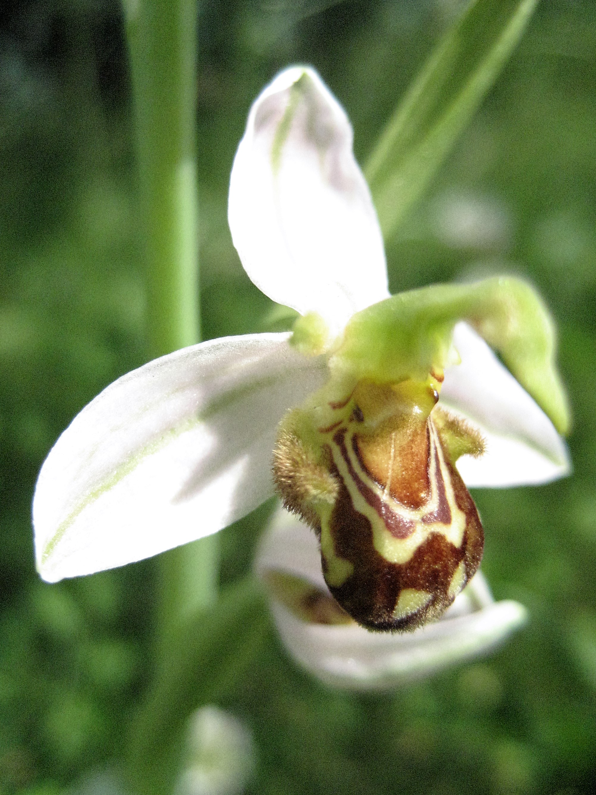 ophrys abeille(ophrys apifera hypochrome)2.JPG