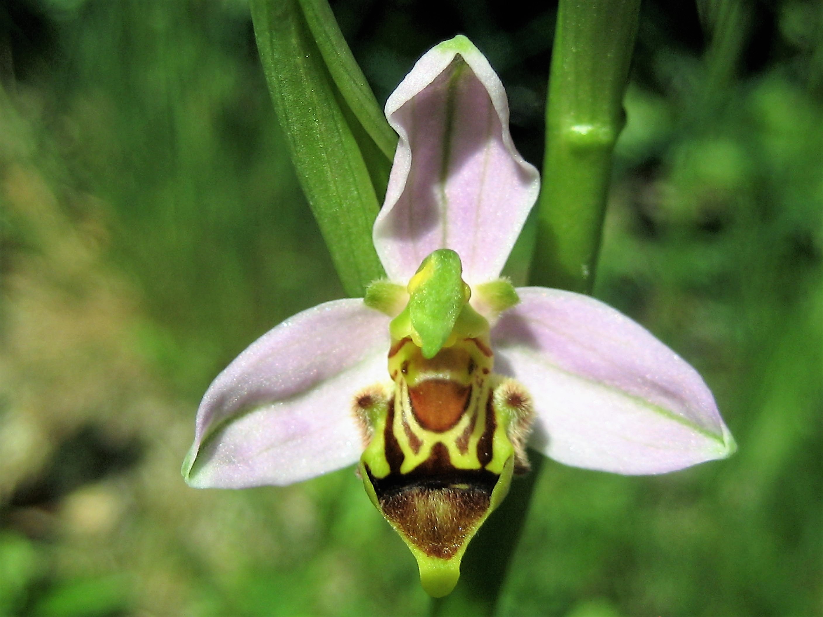 ophrys abeille (Ophrys apifera variété curviflora aurita)Troyes (2).JPG
