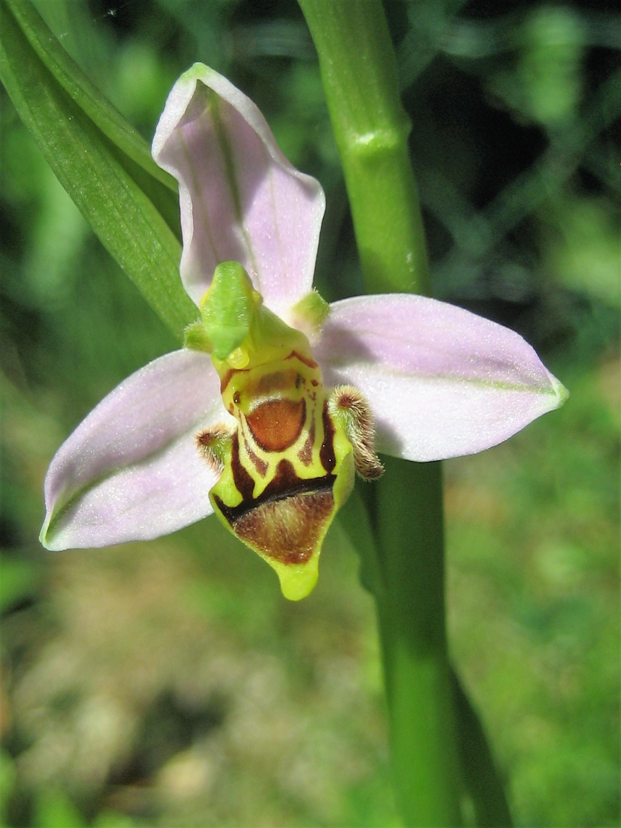 ophrys abeille (Ophrys apifera variété curviflora aurita) Troyes 2.JPG