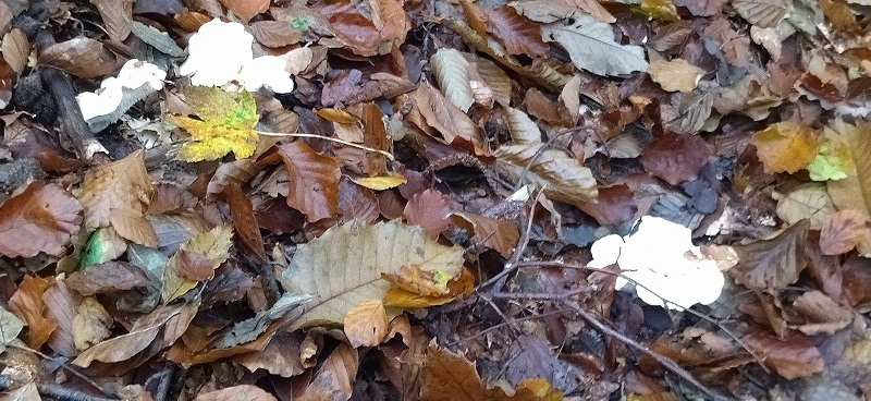IMG_20241105_094007.jpg