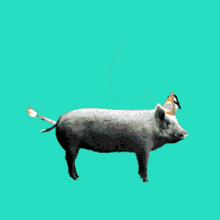 happy-birthday (2).gif