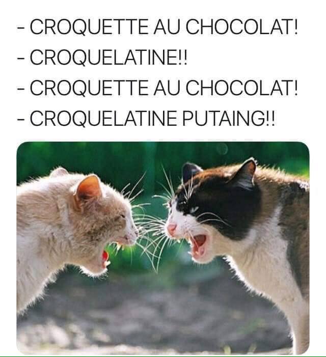 On est foutu même les chats s'y mettent.jpg