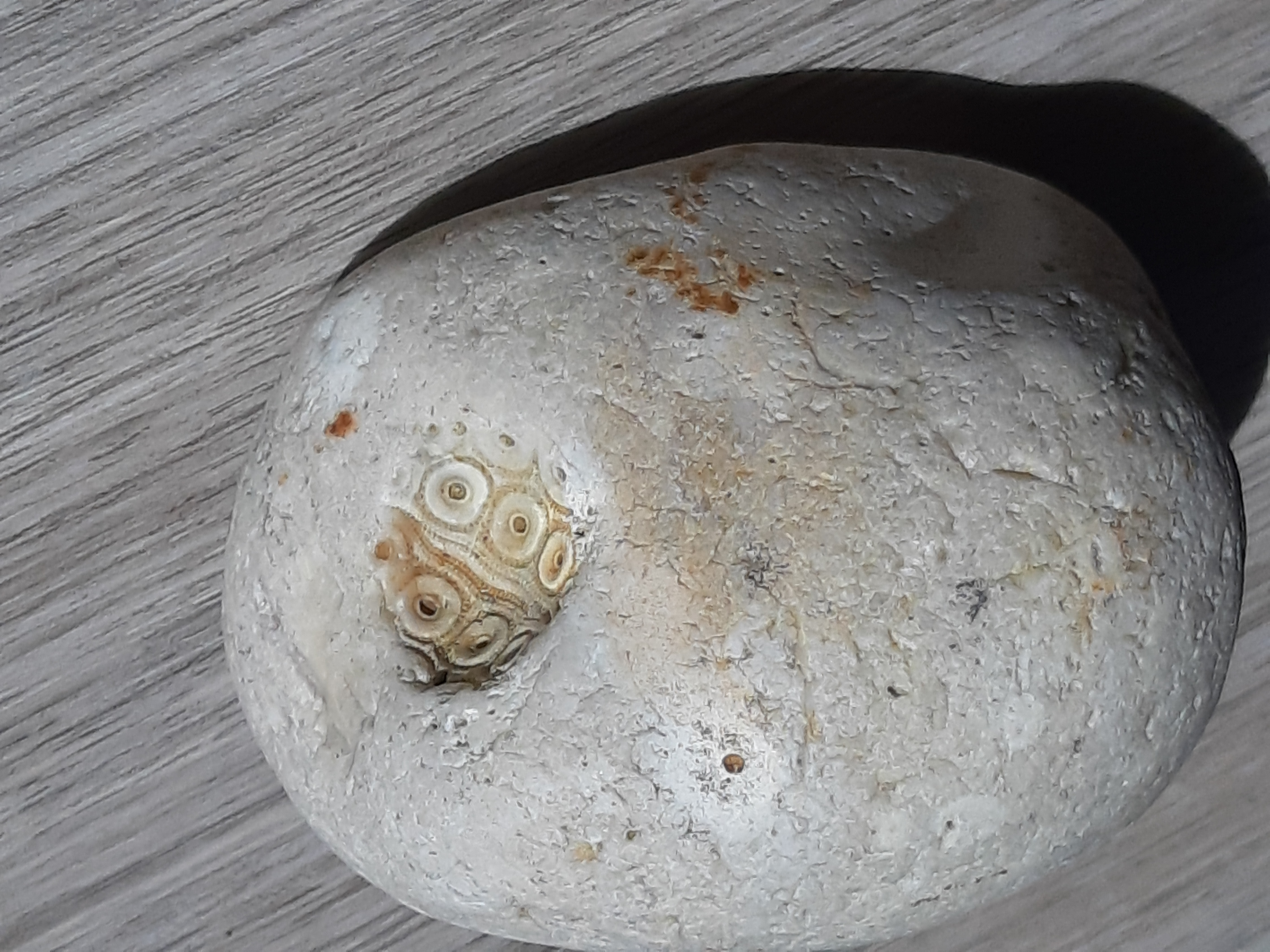 calcédoine dans galet(géode)+ trace d oursin fossile.jpg