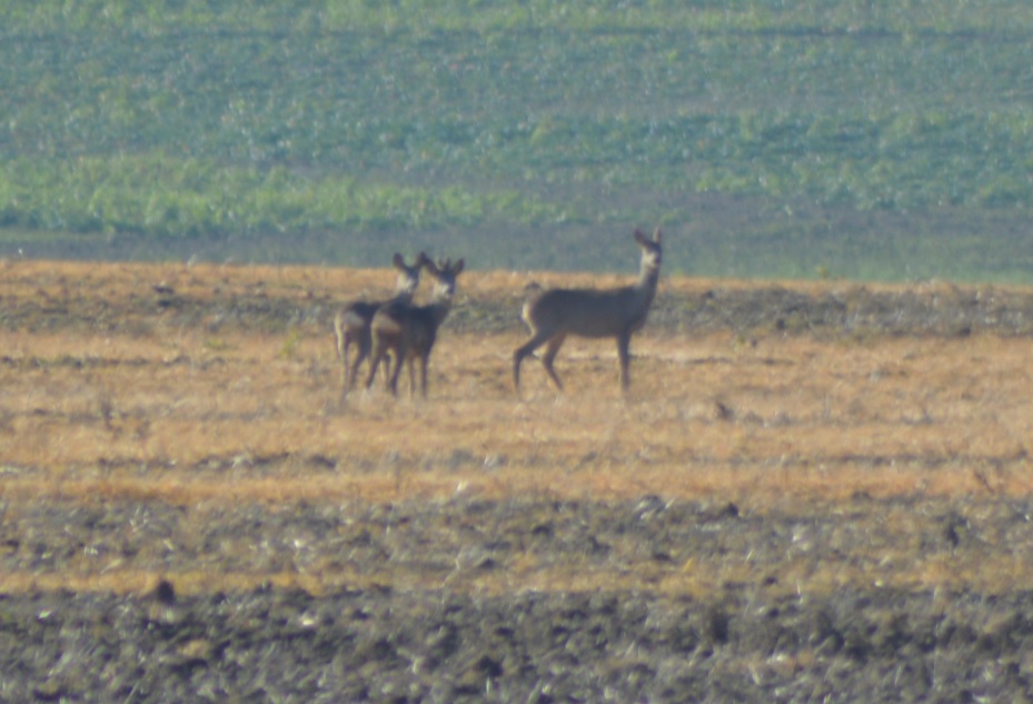 Chevreuils de Guilly 1.jpg