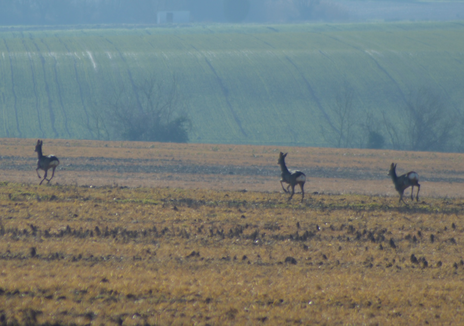 Chevreuils de Guilly 3.jpg