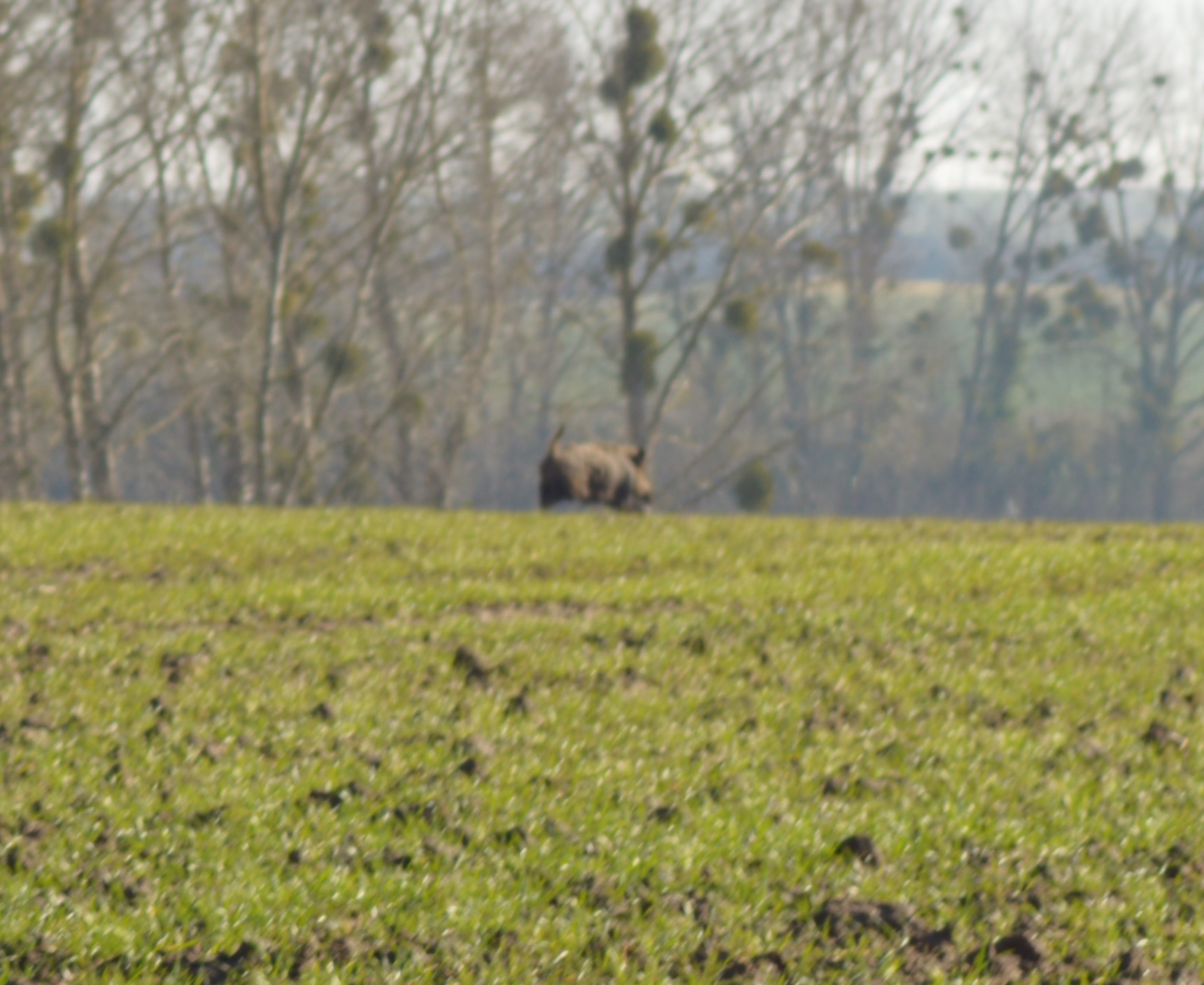 Sanglier de Guilly 1.jpg