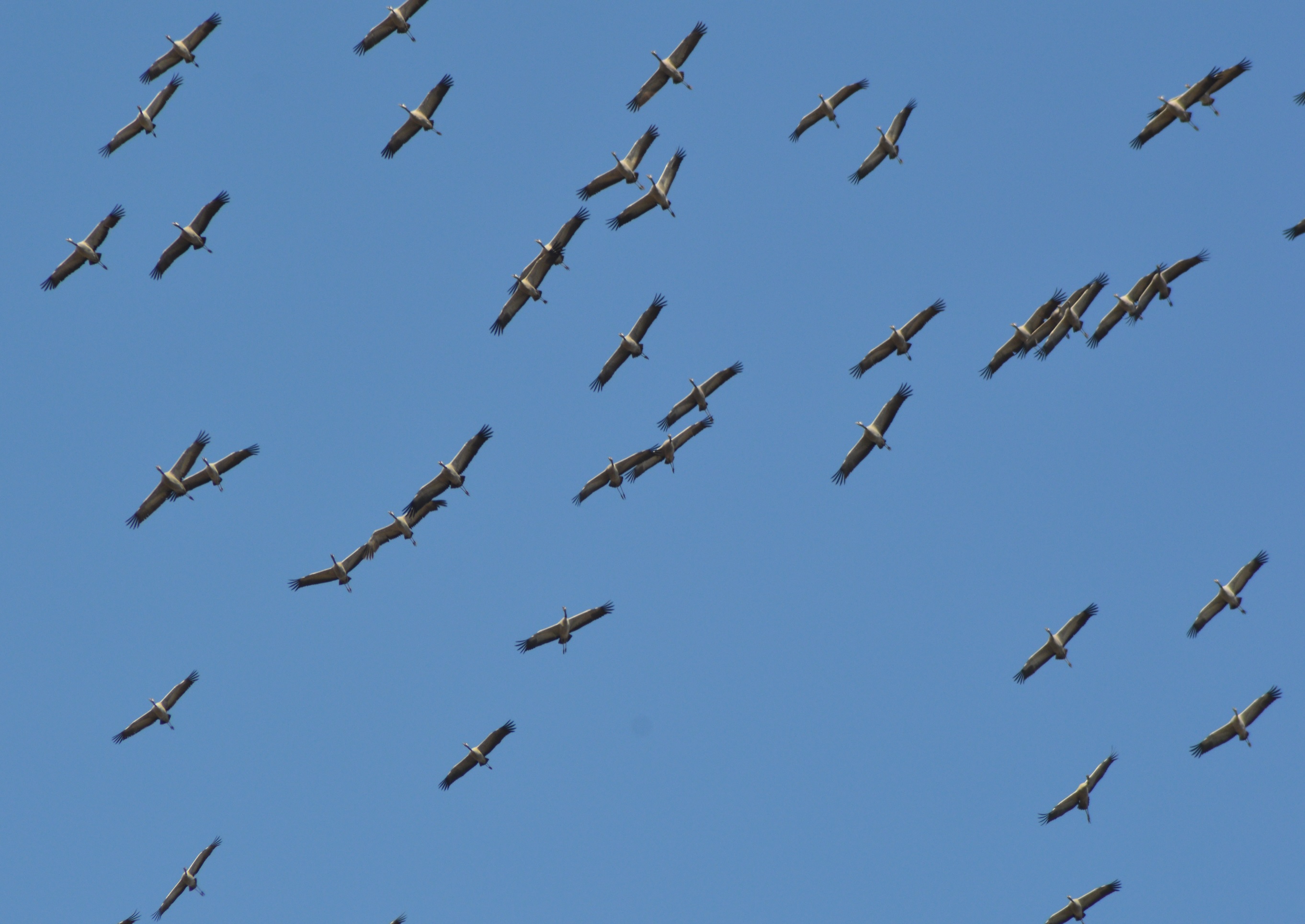 Grues en réorientation.jpg