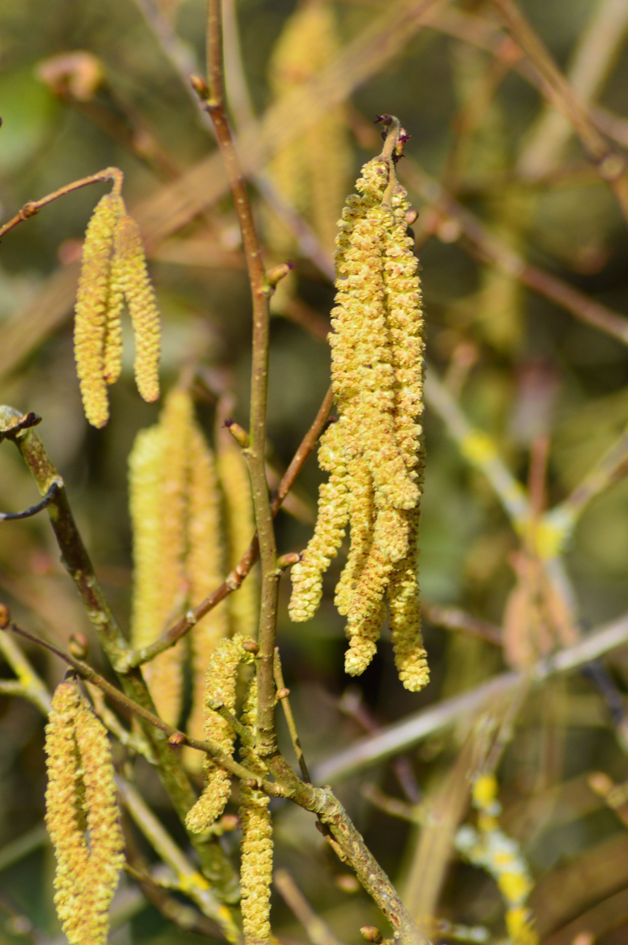 Chatons de noisetiers.jpg