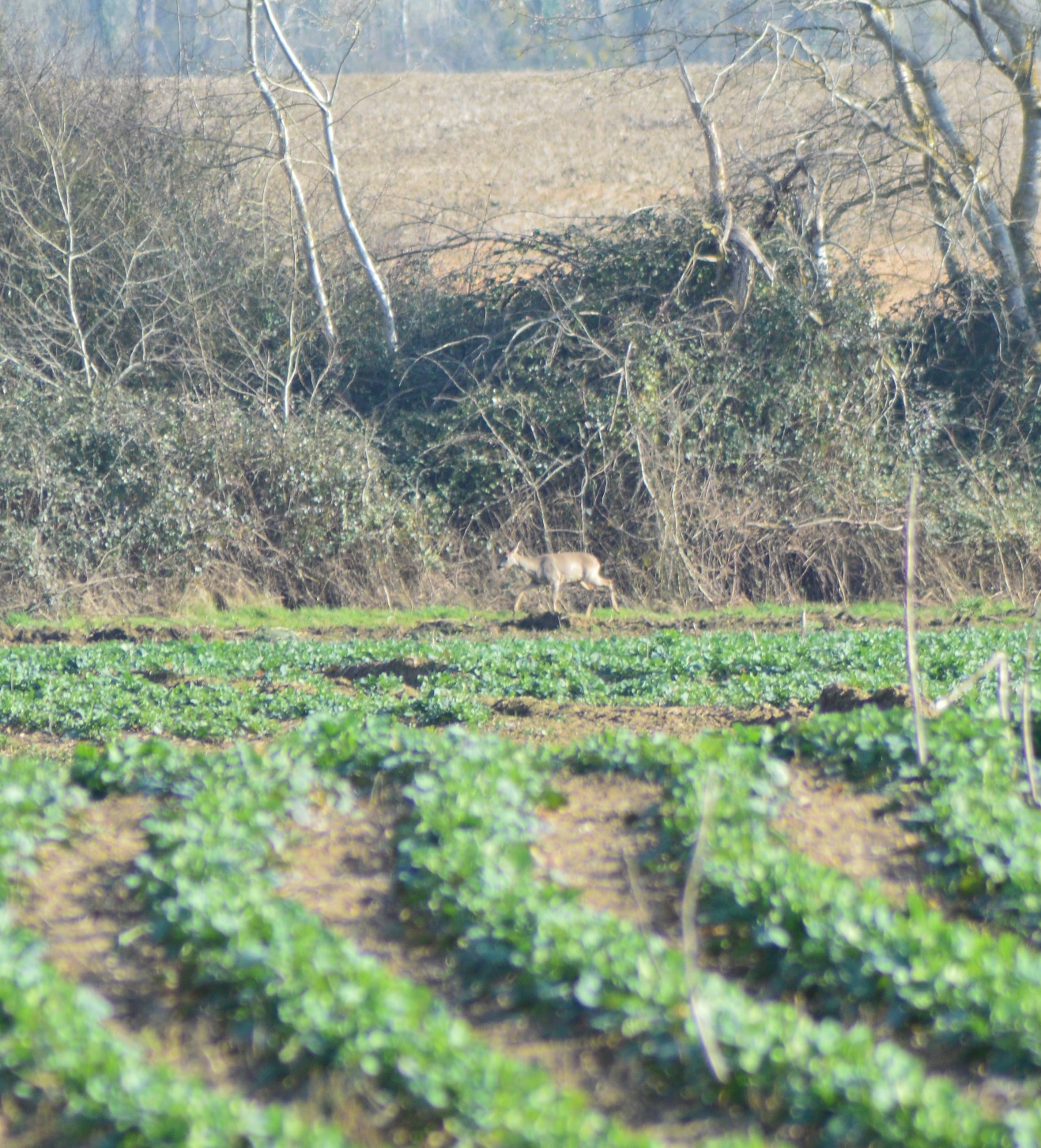 Chevreuils de Guilly 1.jpg