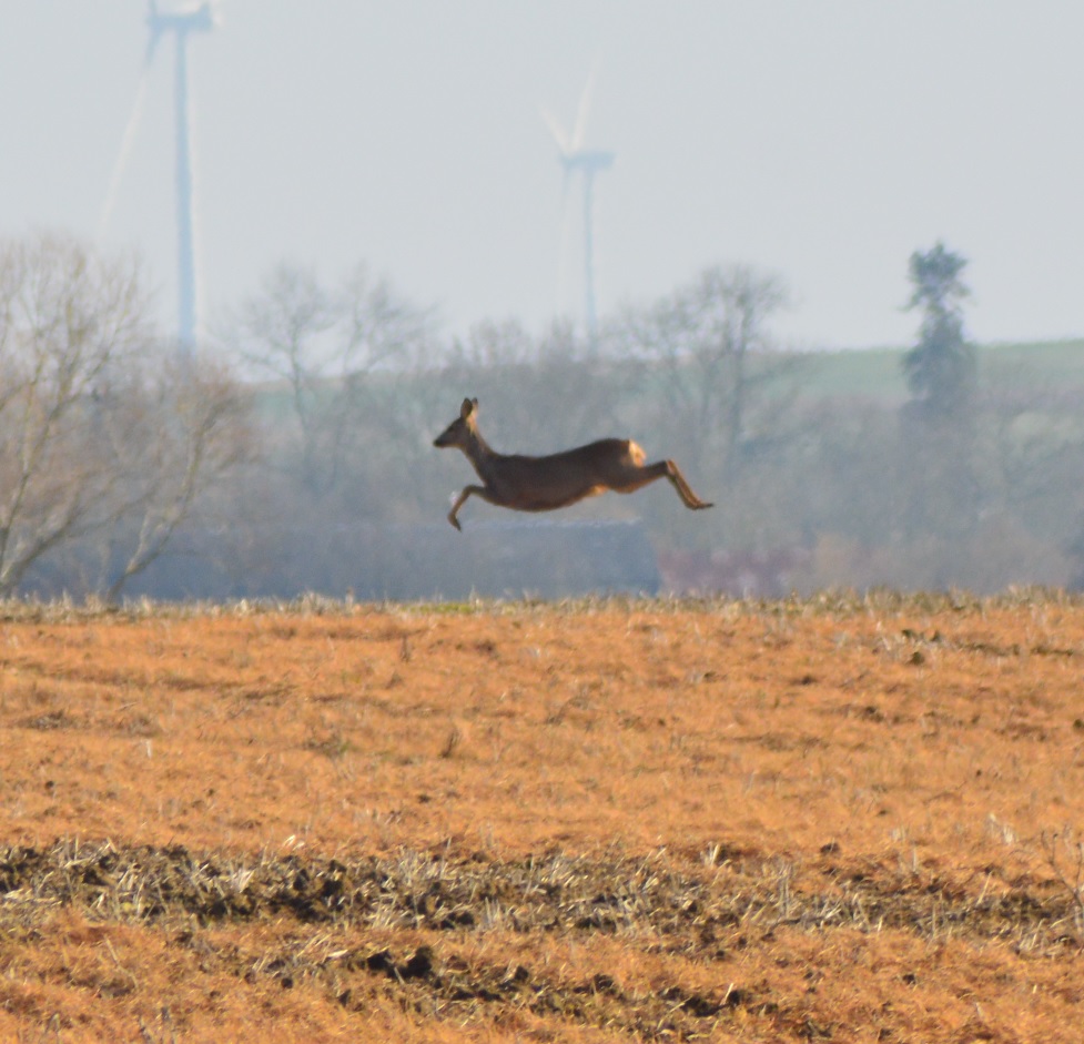 Chevreuils de Guilly 8.jpg