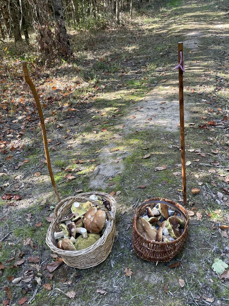 Sortie cèpes 2.jpg