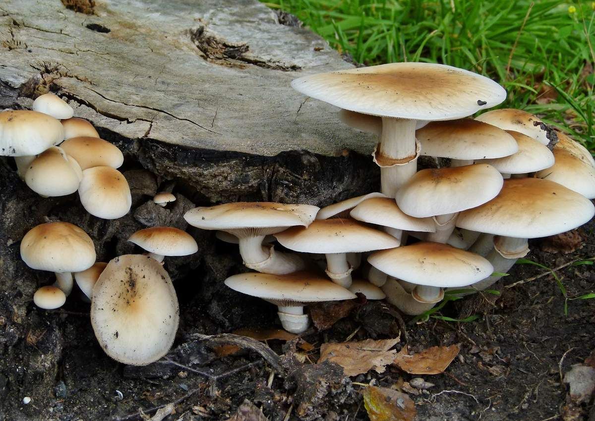 agrocybe aegerita pholiote du peuplier.JPG