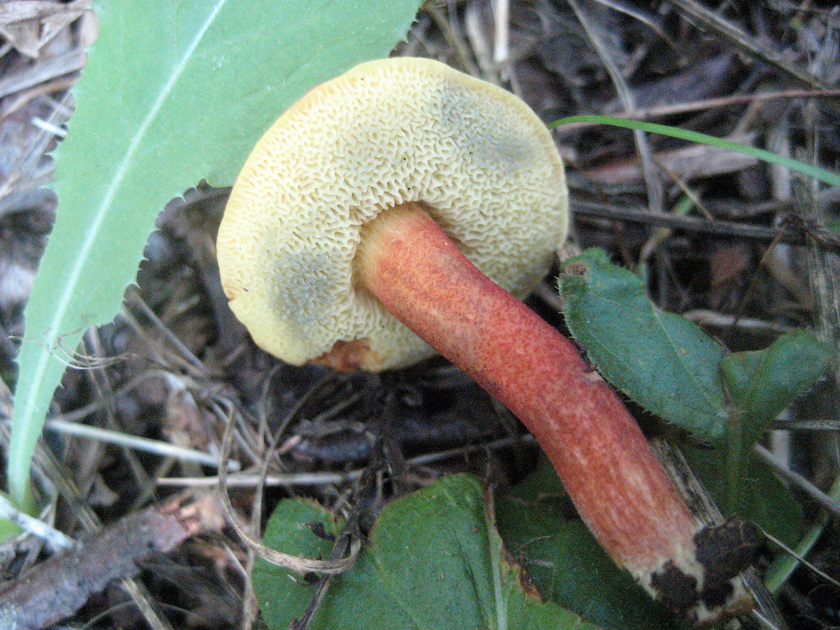 bolet rougeatre 2(2).JPG