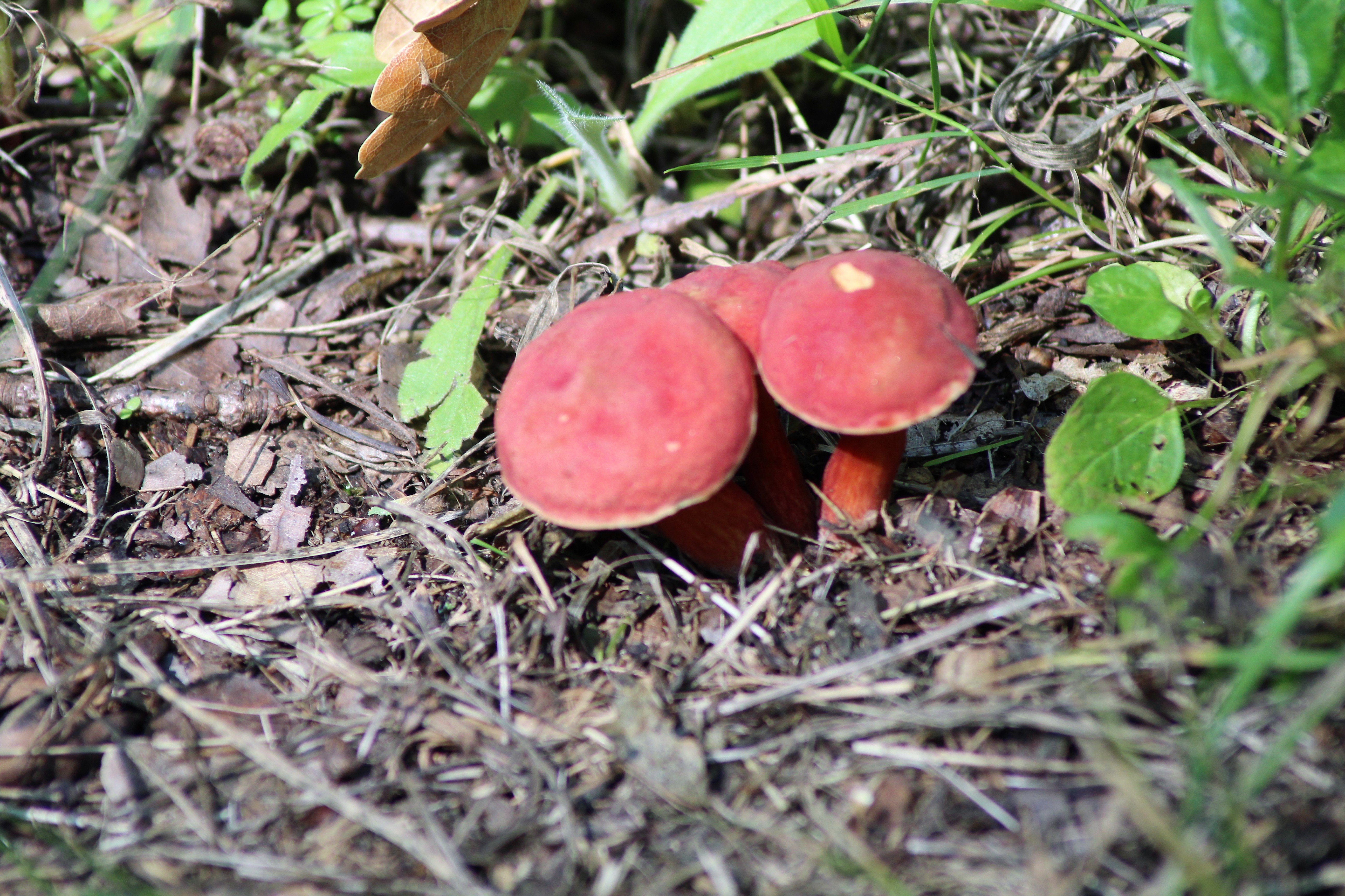 bolet rougeatre(2).JPG