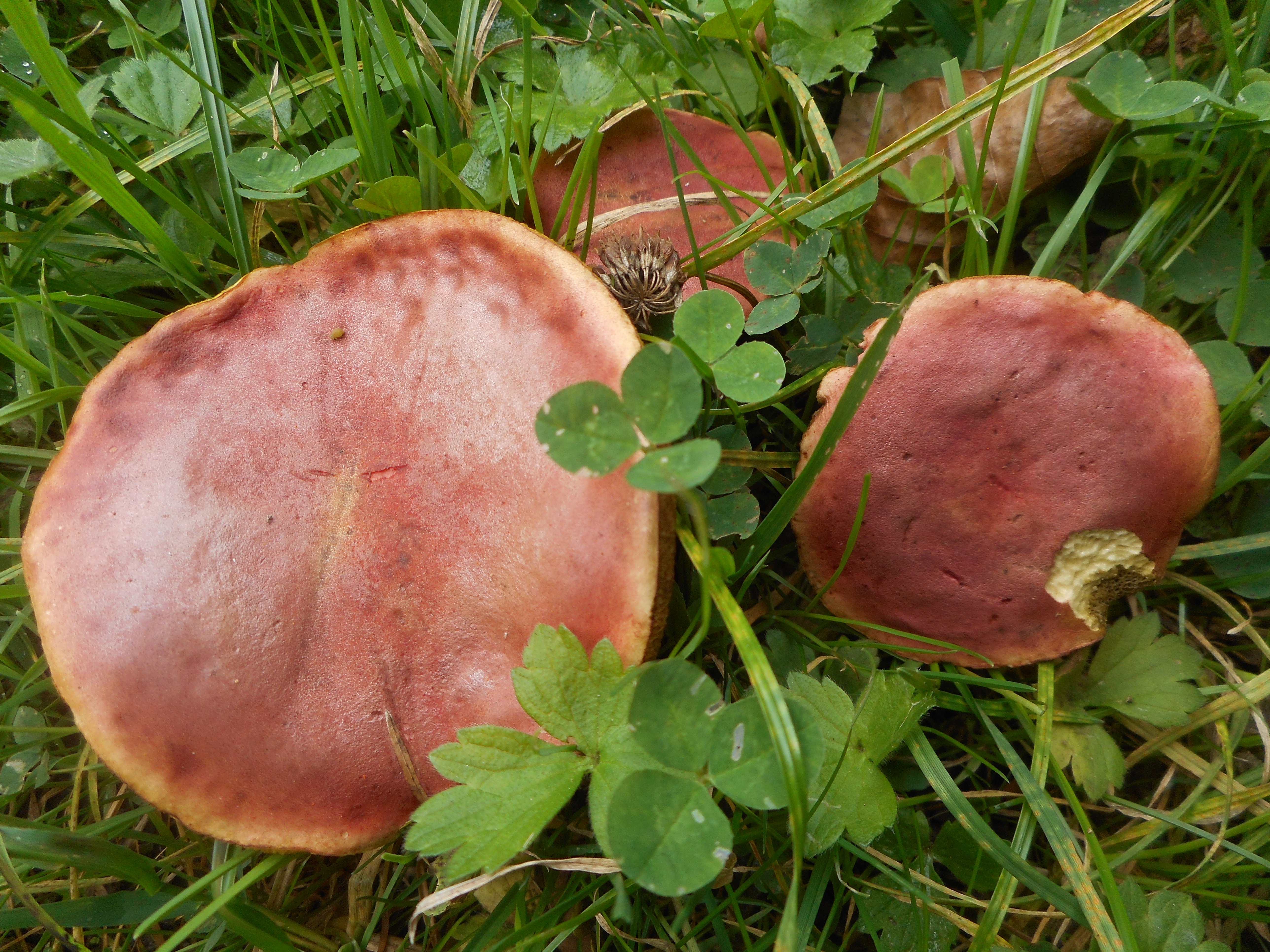 Bolet abricot(Xerocomus armeniacus)76 Le Havre.JPG