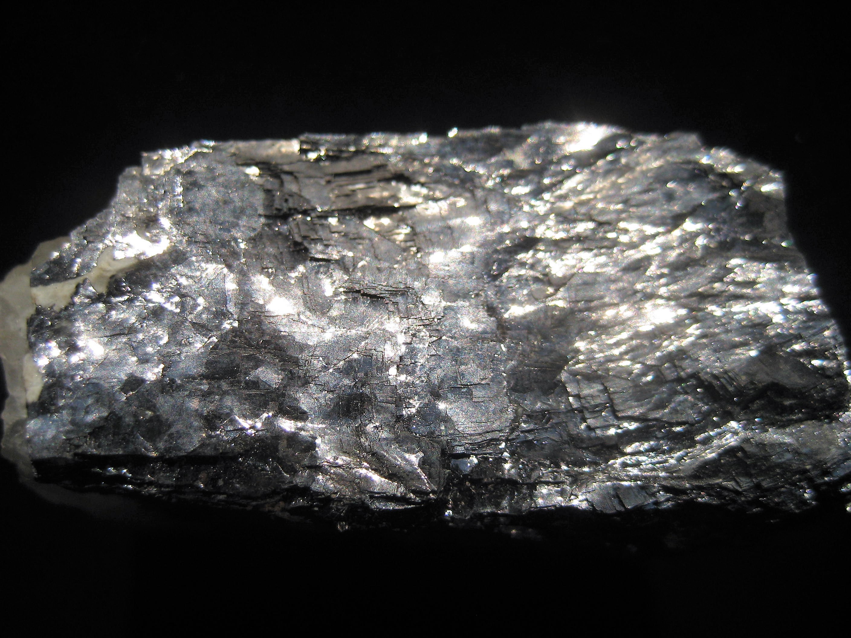 galene Mexique 1.JPG