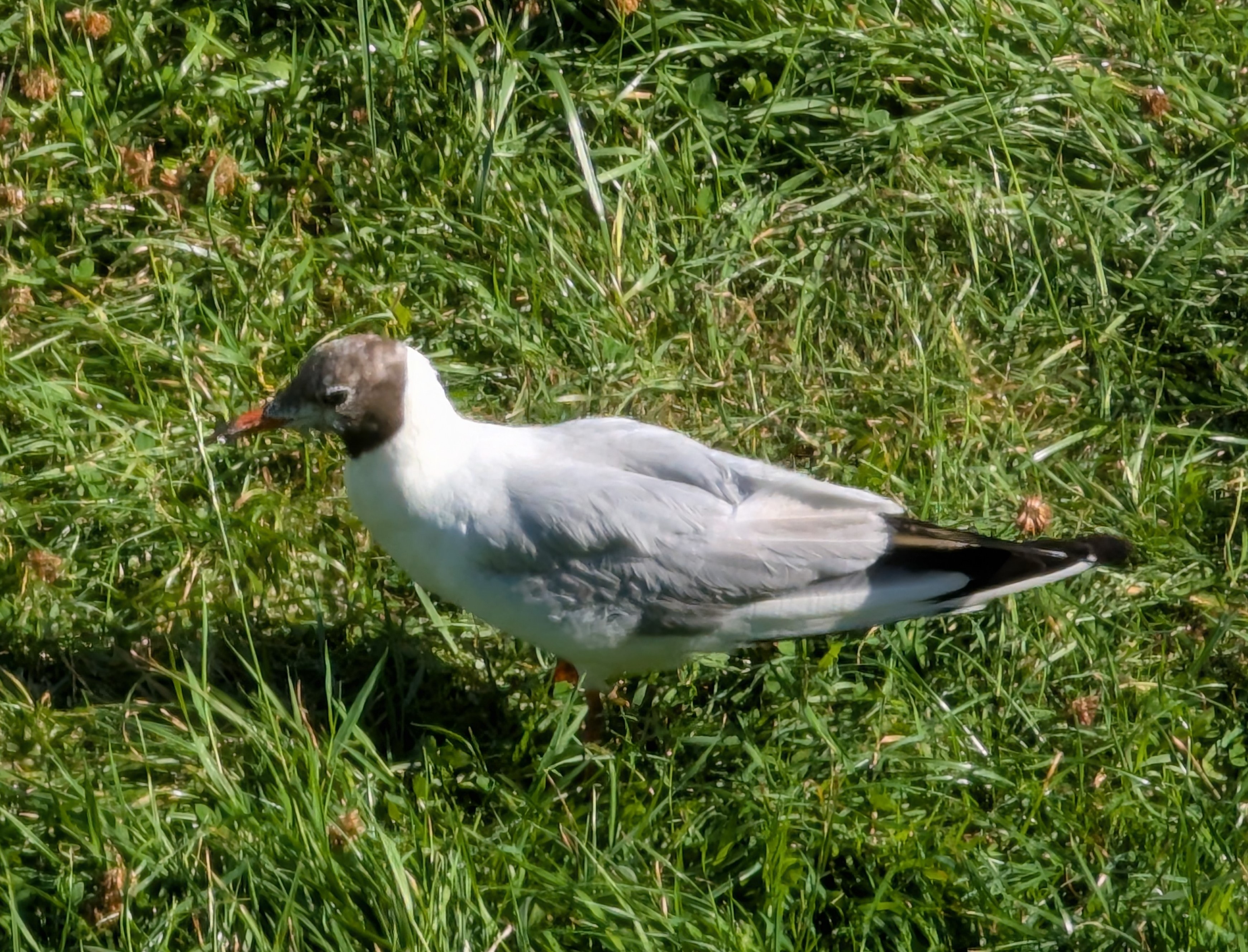 Mouette rieuse(Larus ribidundus) plumage été(76).jpg