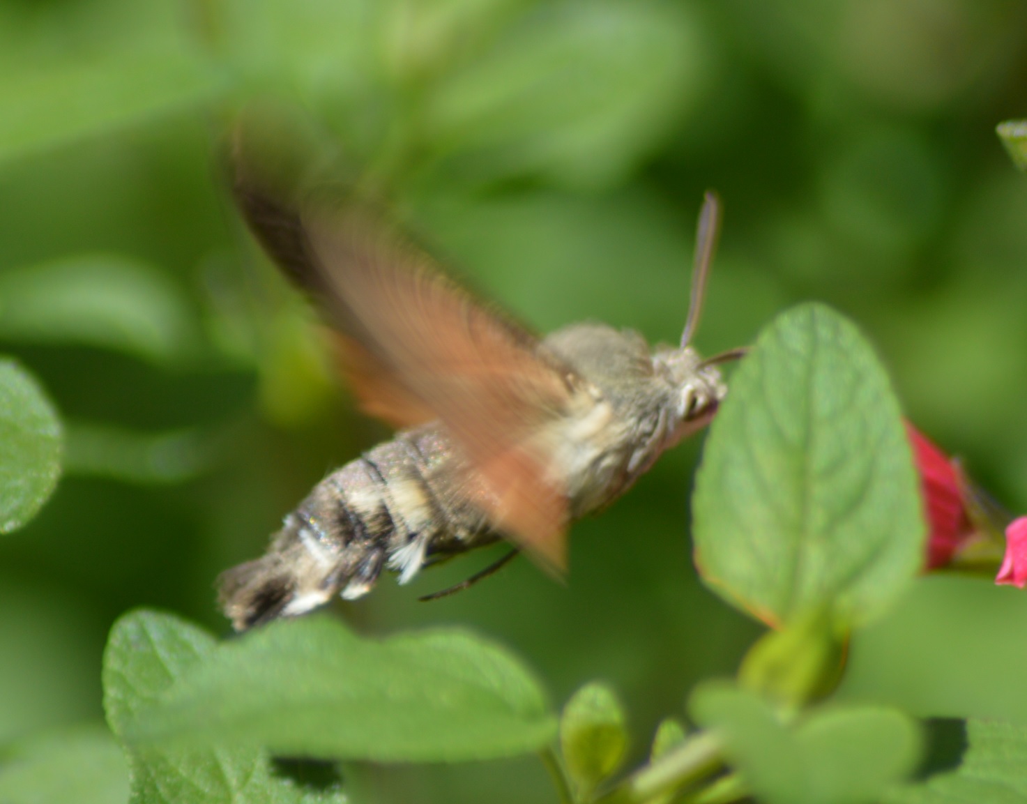 Moro-sphinx ou papillon colibri 2.jpg