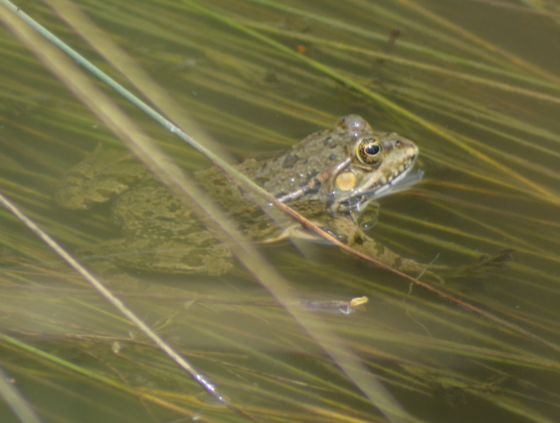 Grenouille verte 1.jpg