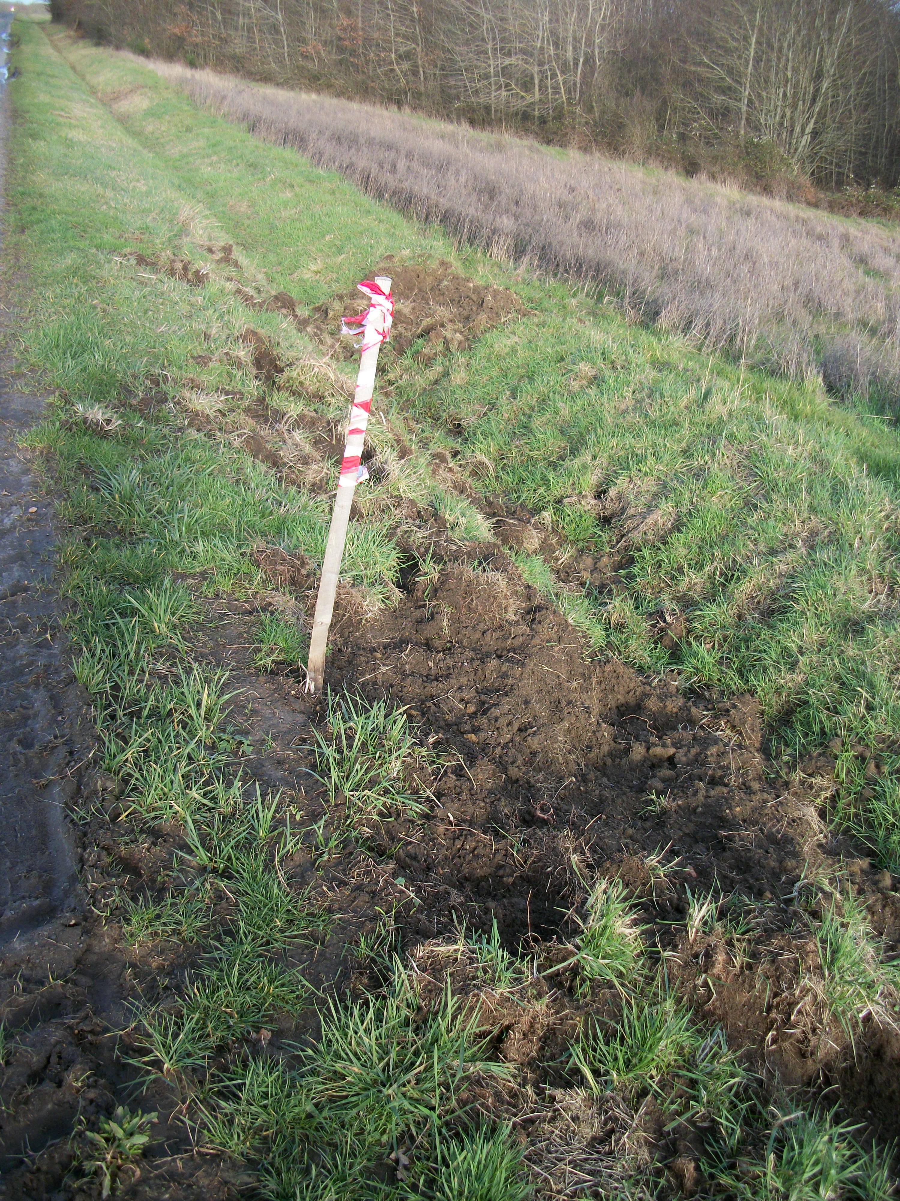 Je ne suis pas le seul à creuser par ici, les sangliers aussi sont en recherche !