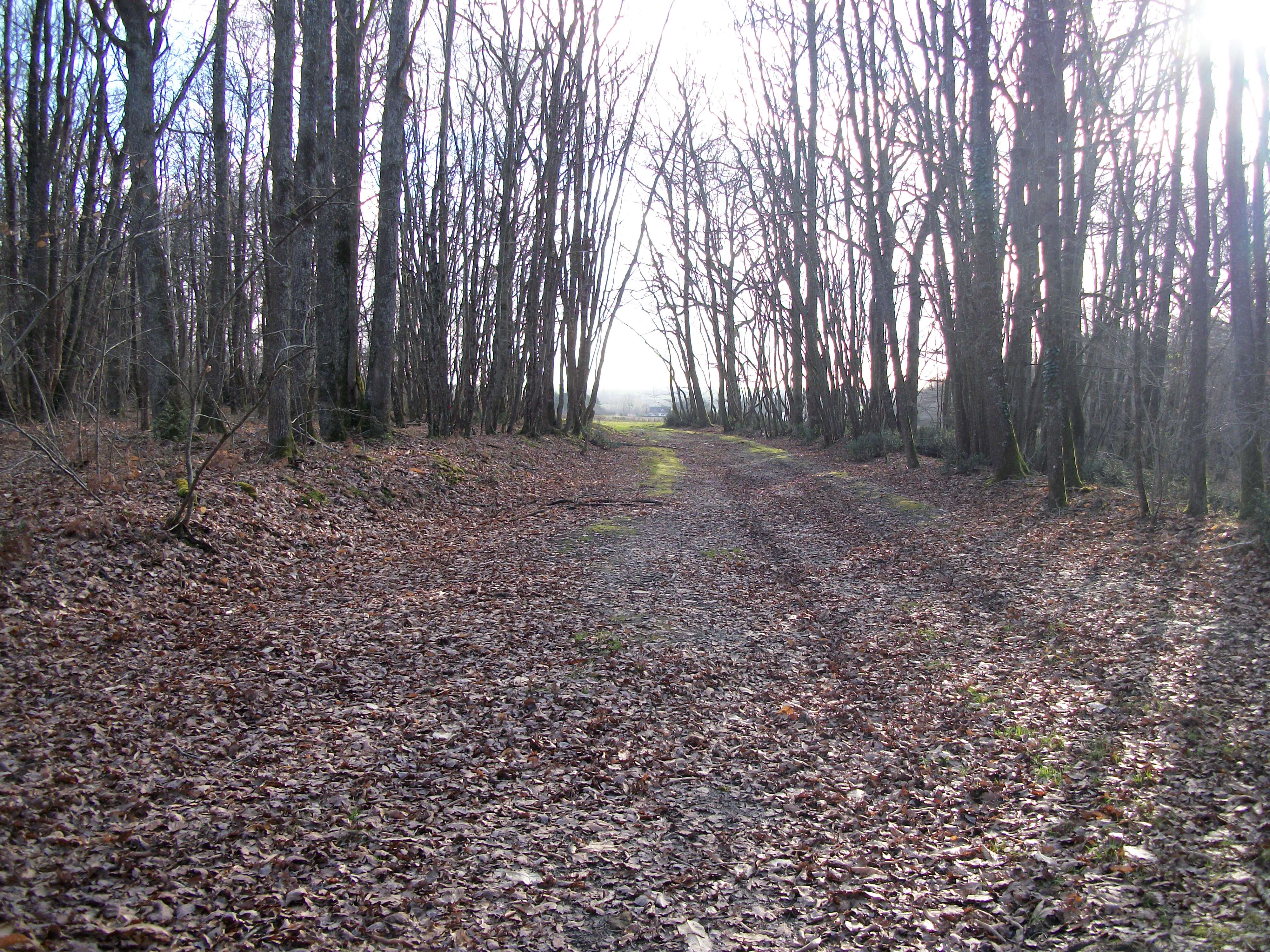 Et des forets, mes coins préféré