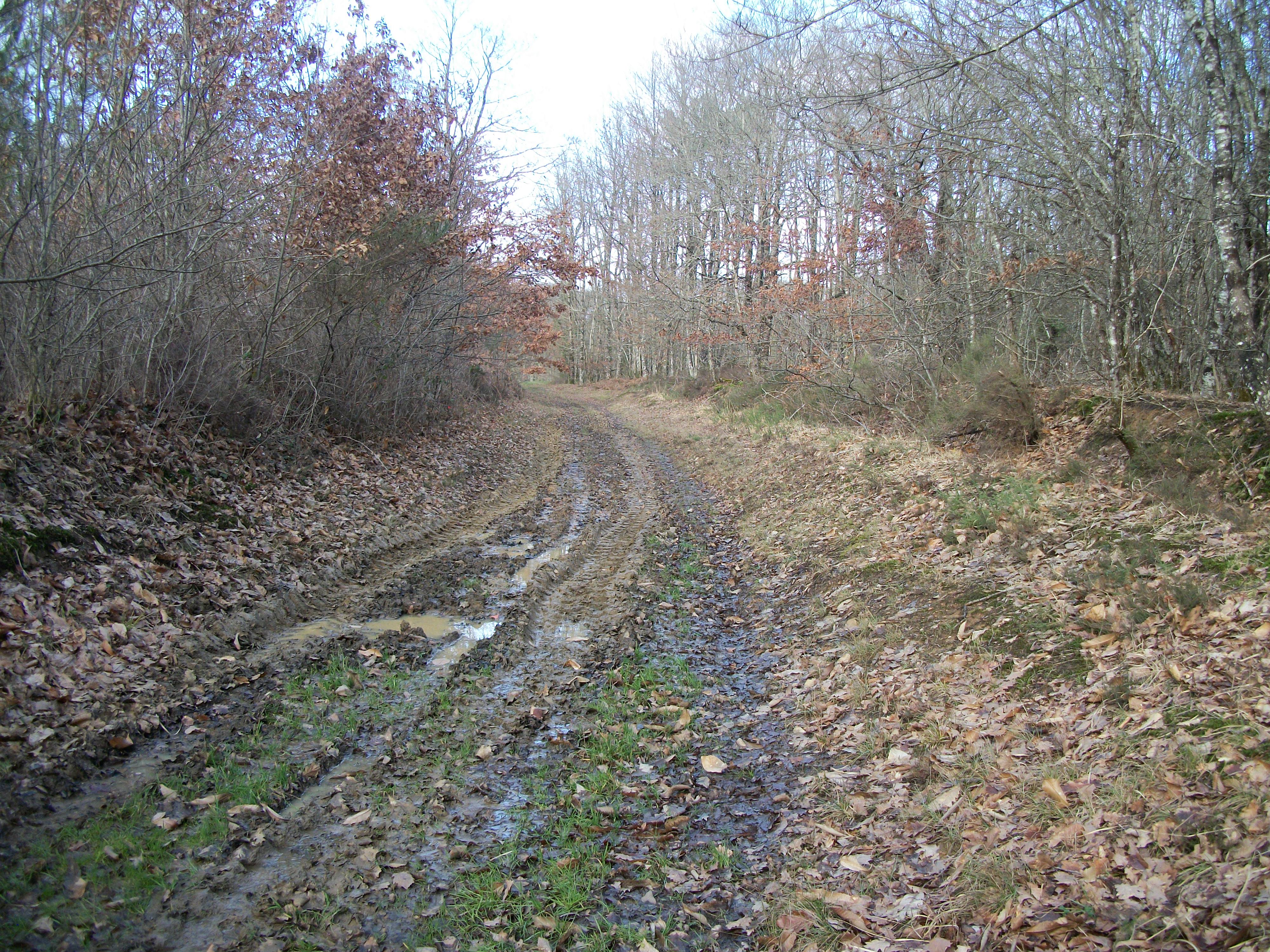 Des magnifiques forets