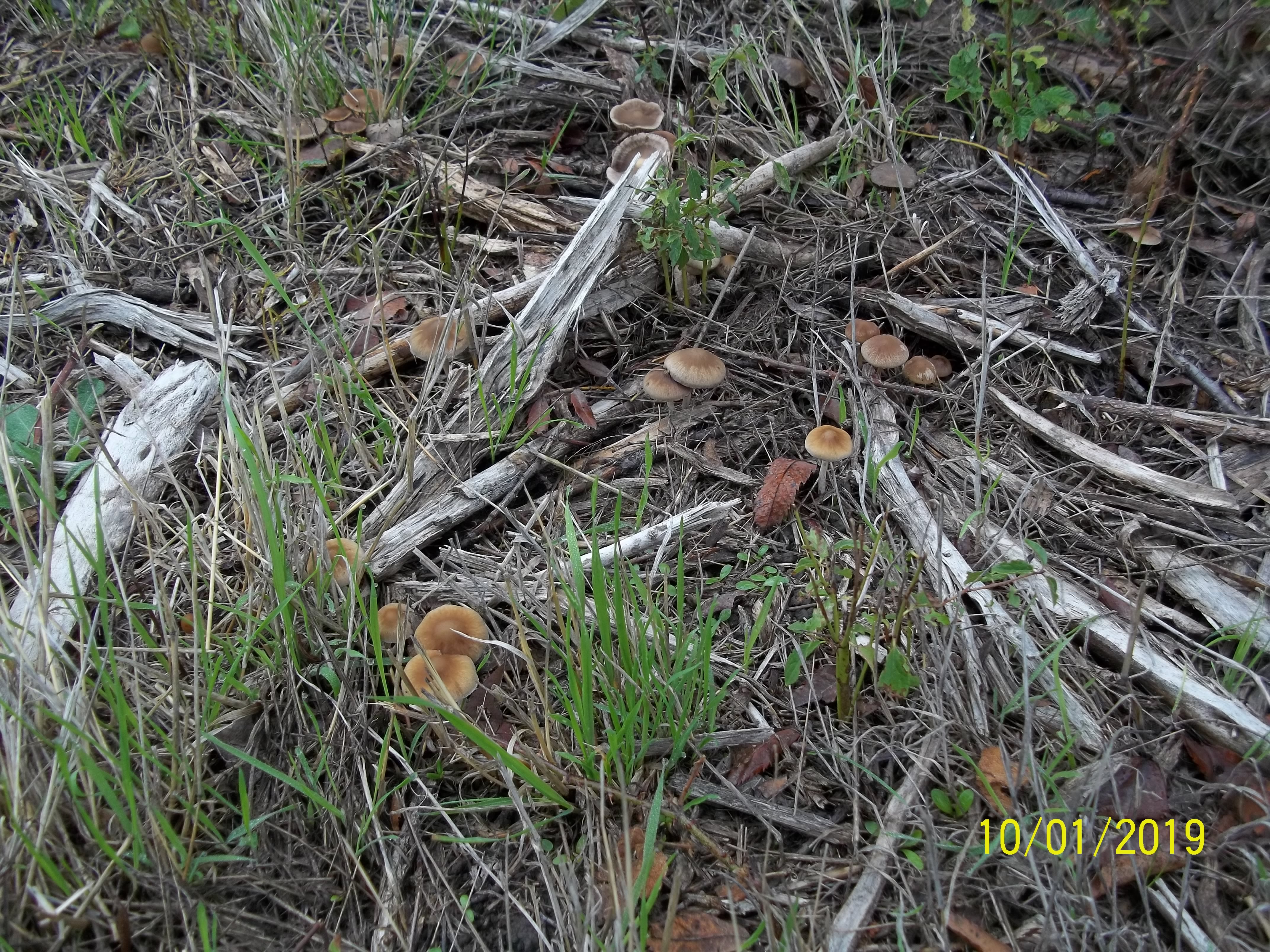 Avec des champignons