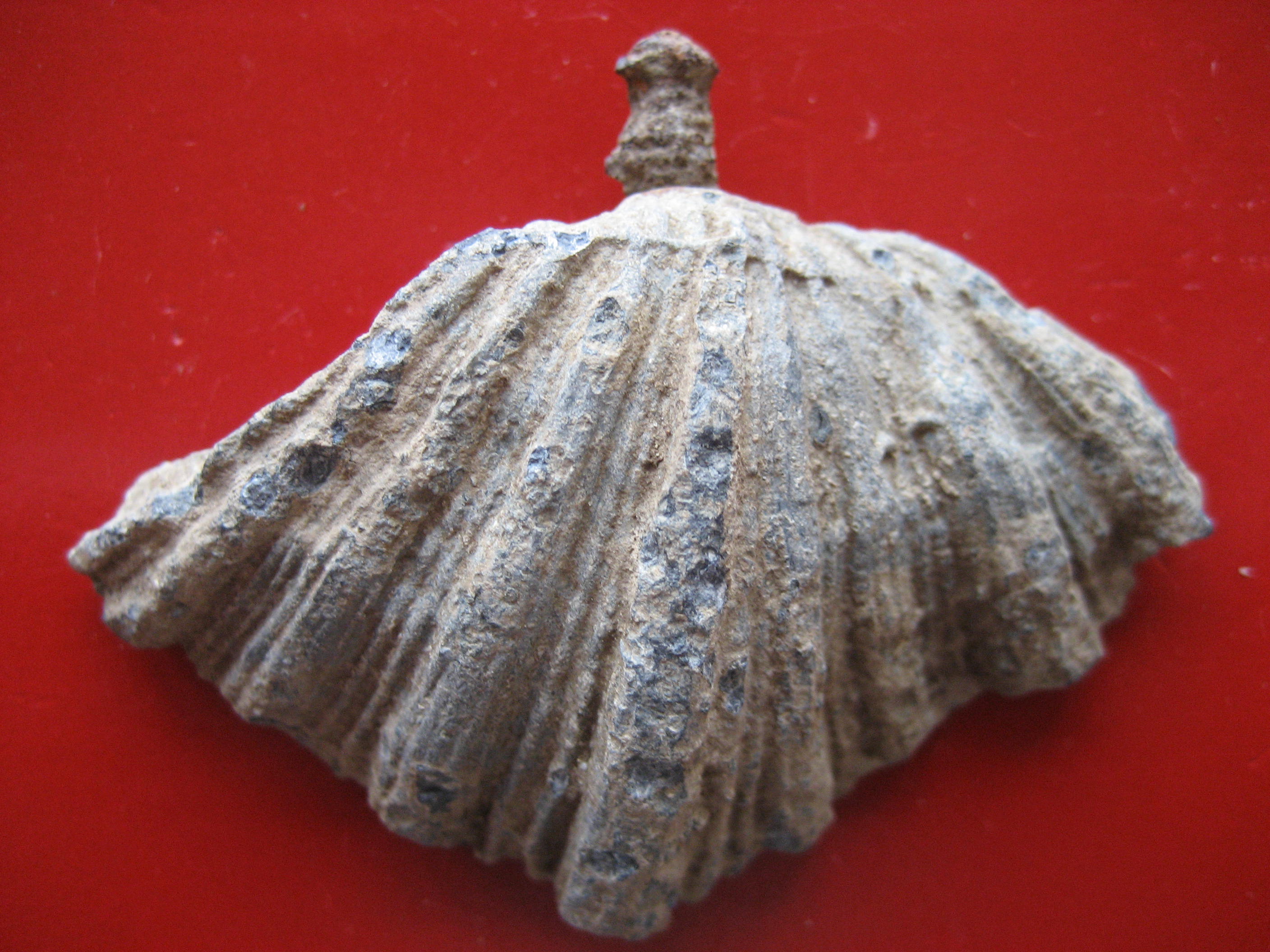 (1) bénitier(petit).JPG