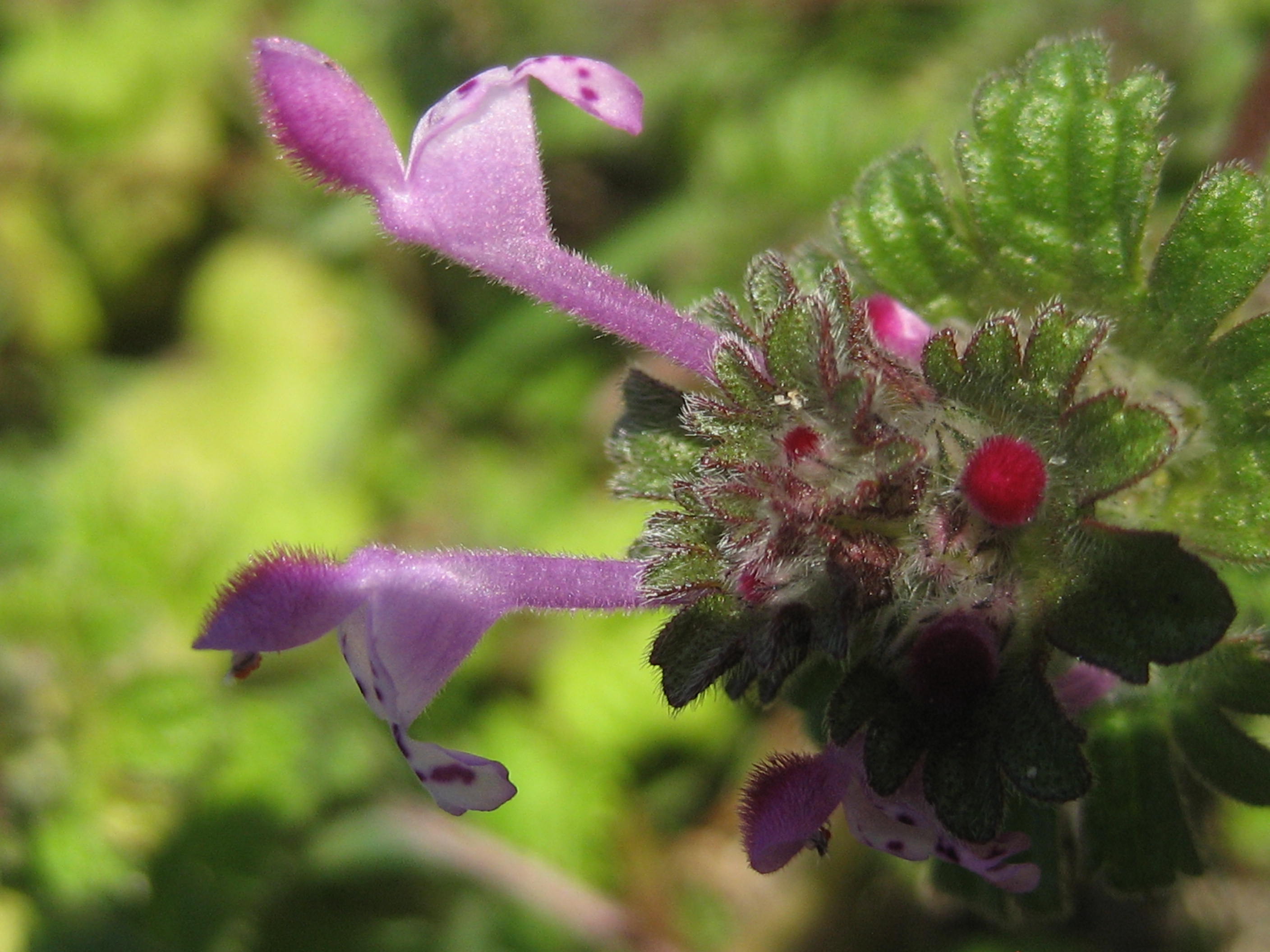 Lamier amplexicaule(Lamnium amplexicaule)03 St Pourçain.JPG