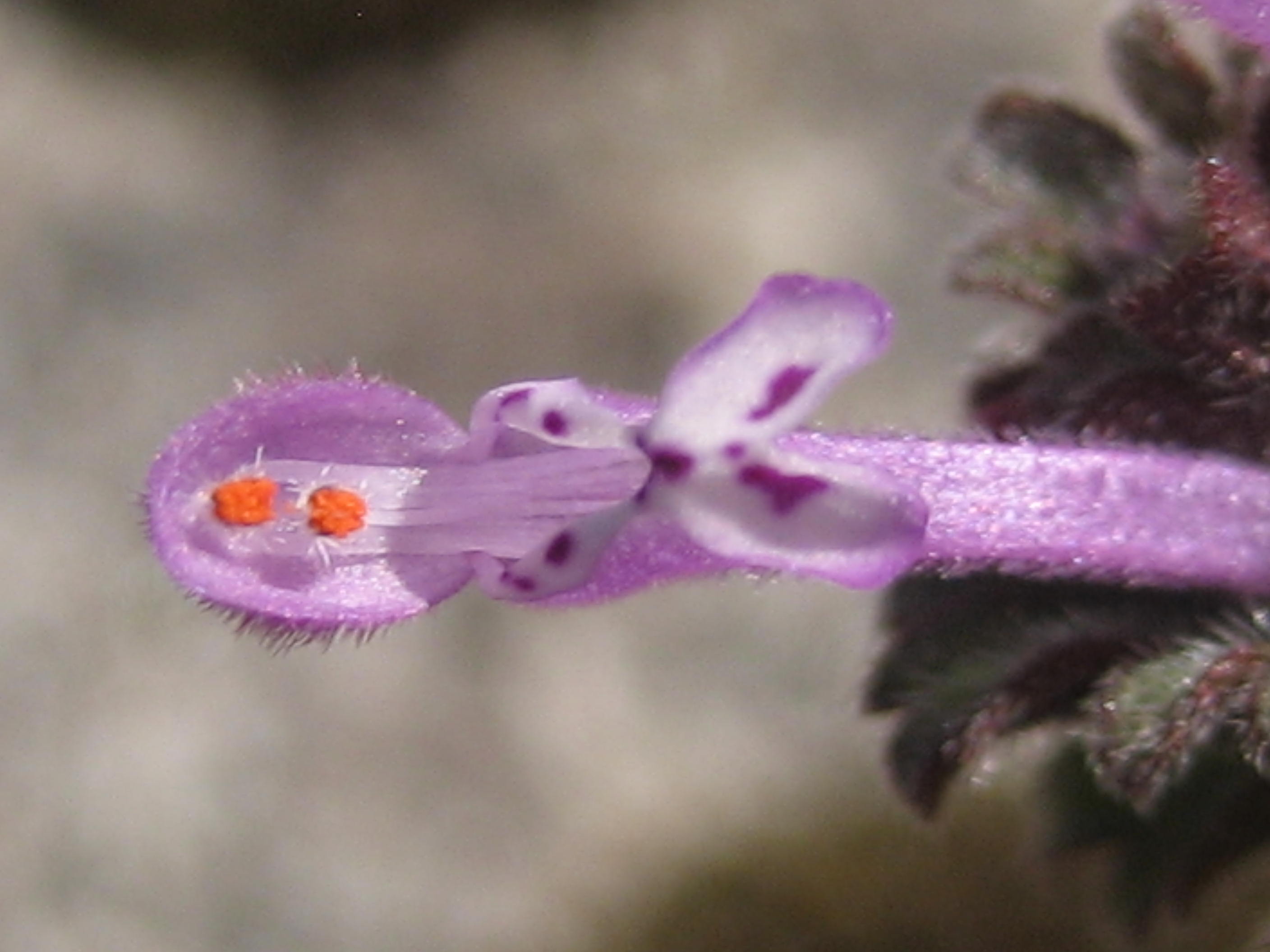 lamier amplexicaule 2.JPG