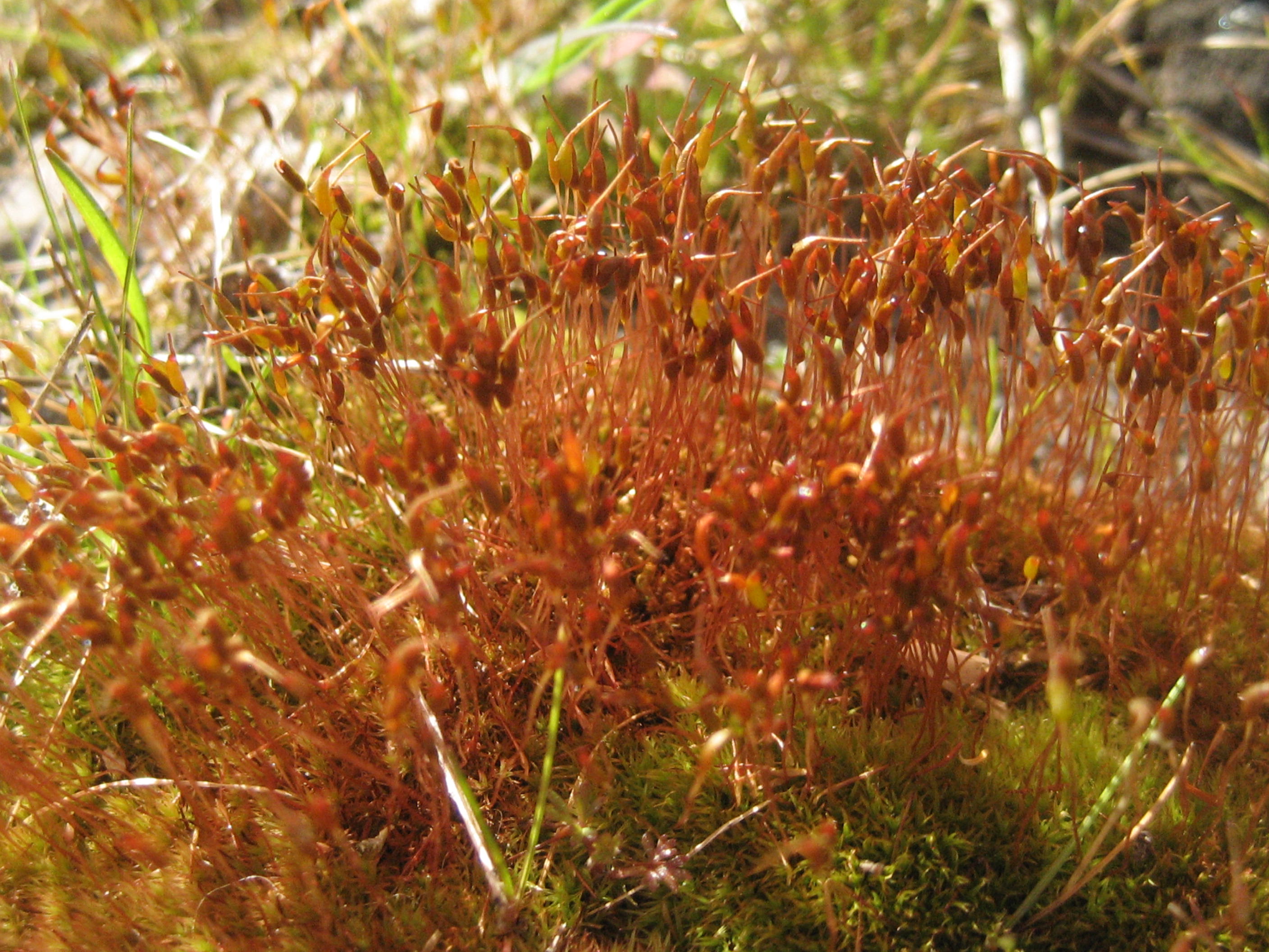 Mousse en fleur 03.JPG