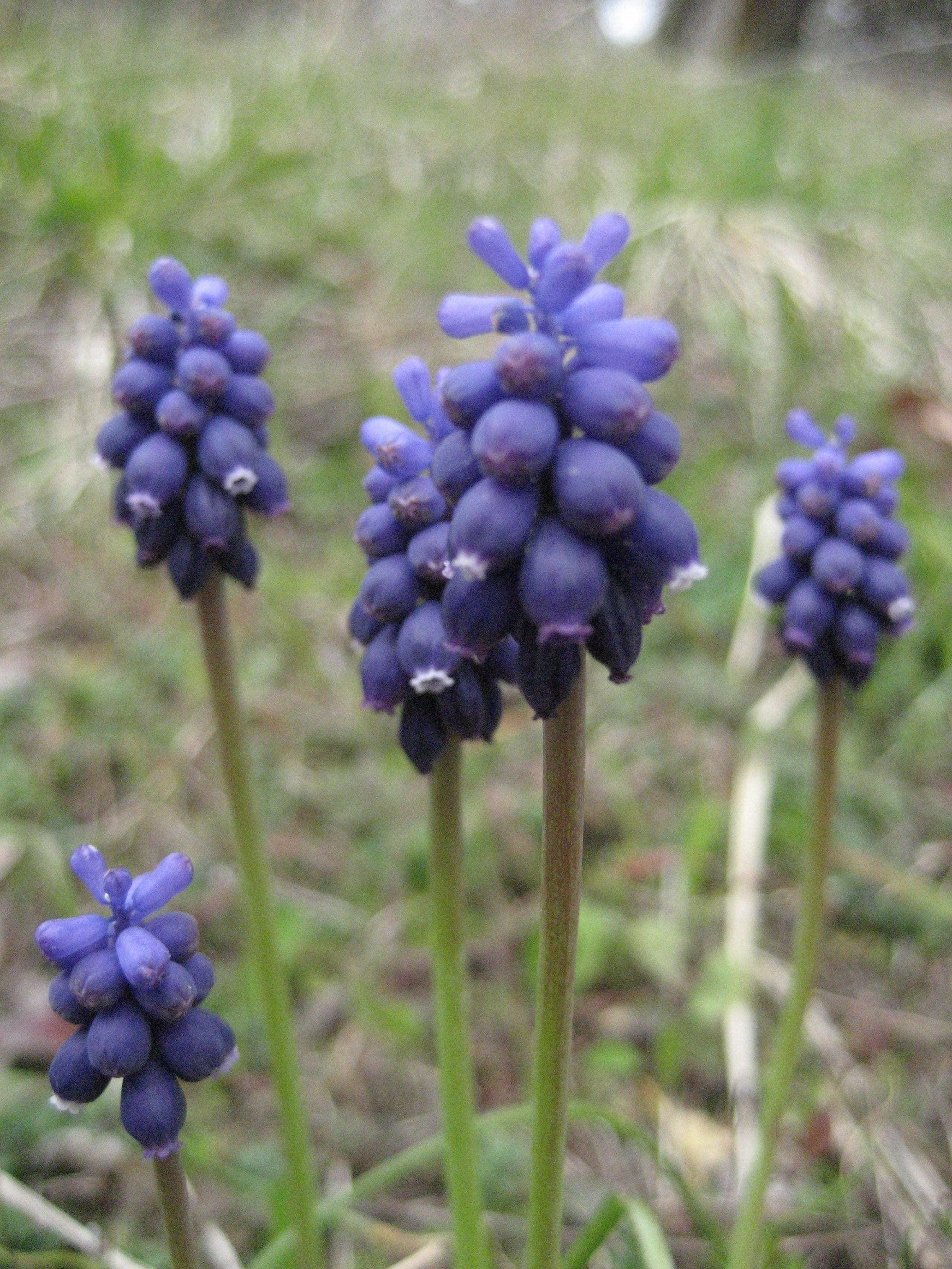 muscari a grappe 6.JPG
