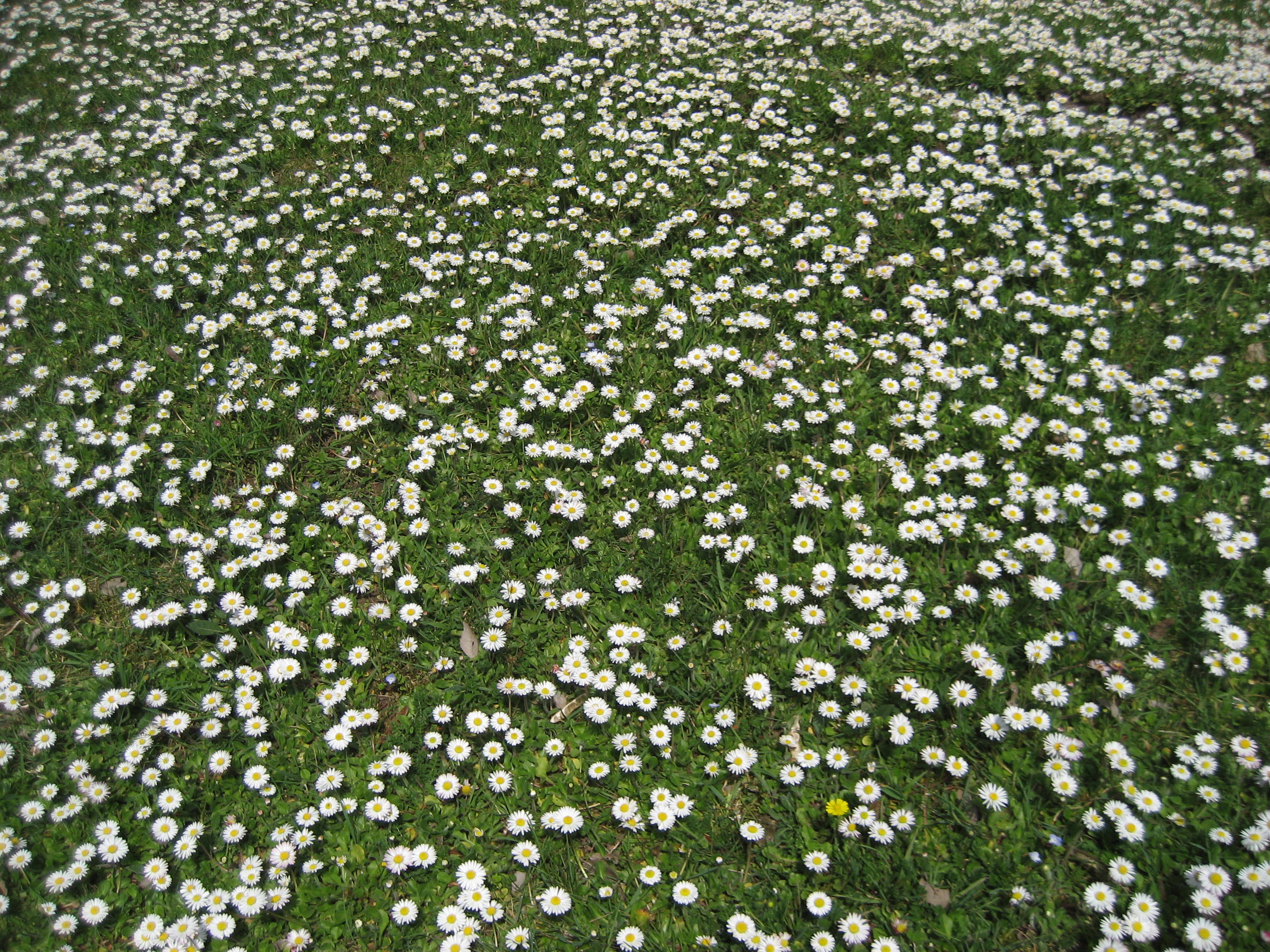 paquerette vivace 4.JPG