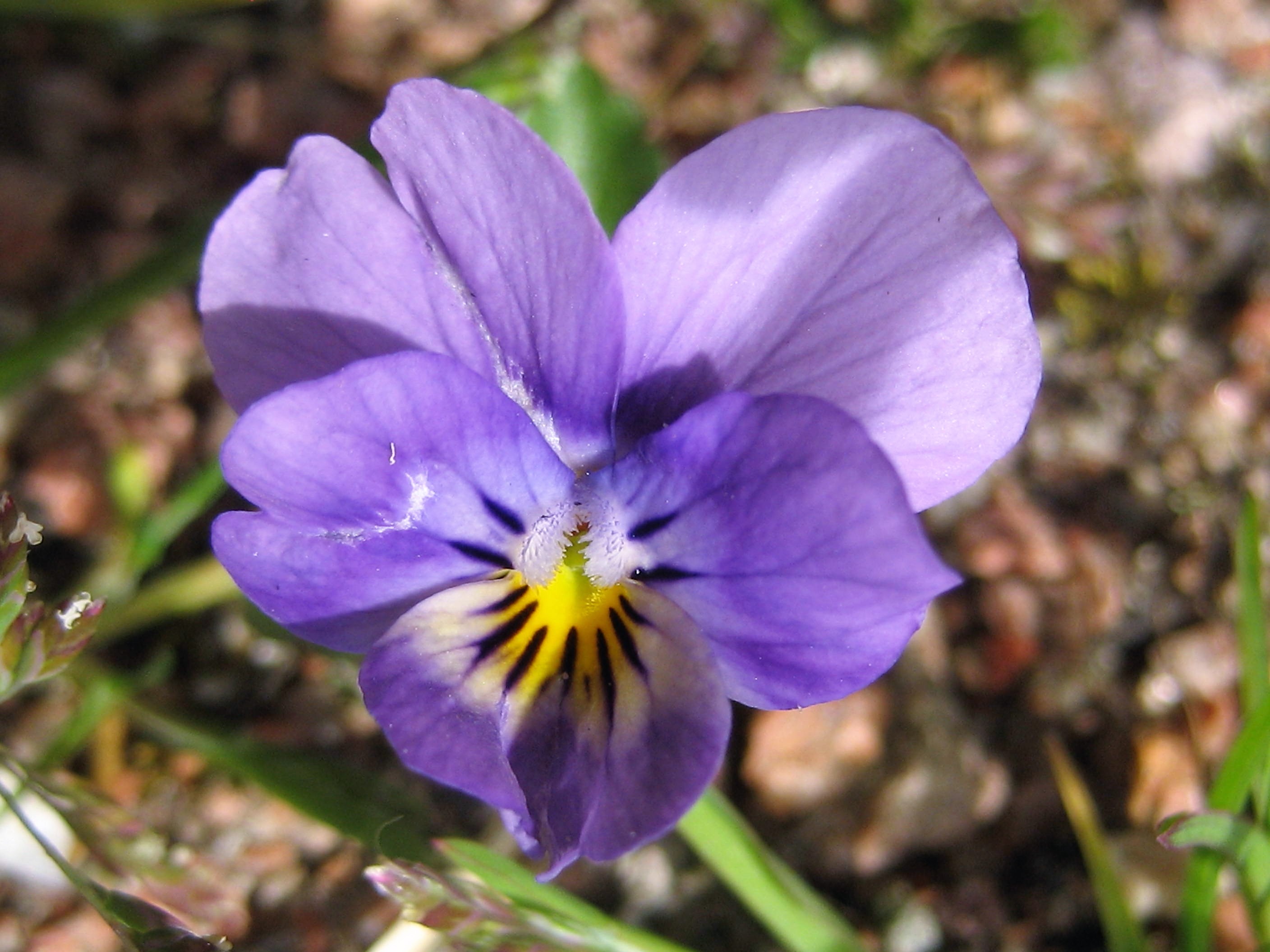 Pensée sauvage ou violette tricolore(03).JPG