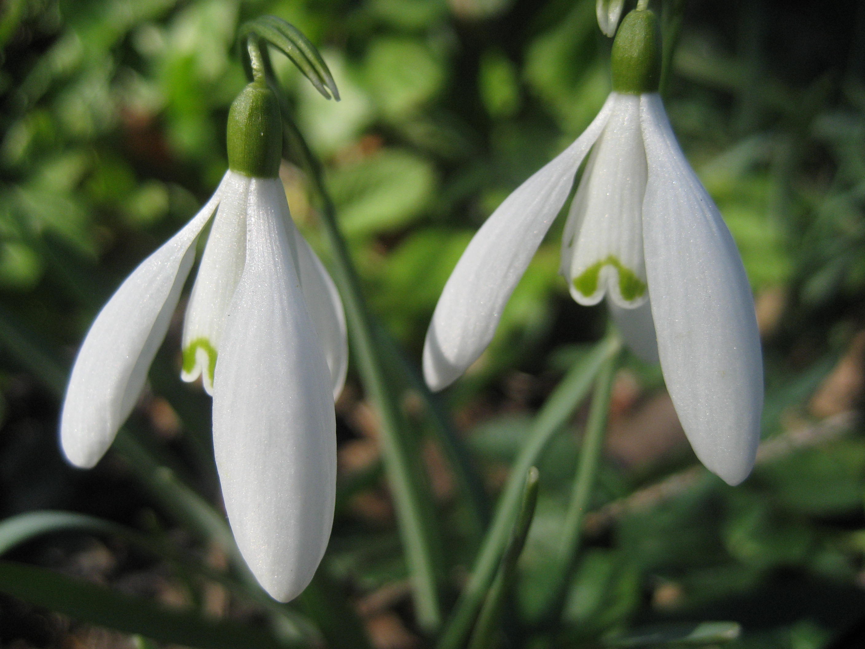 Perce neige 03 St Pourçain.JPG