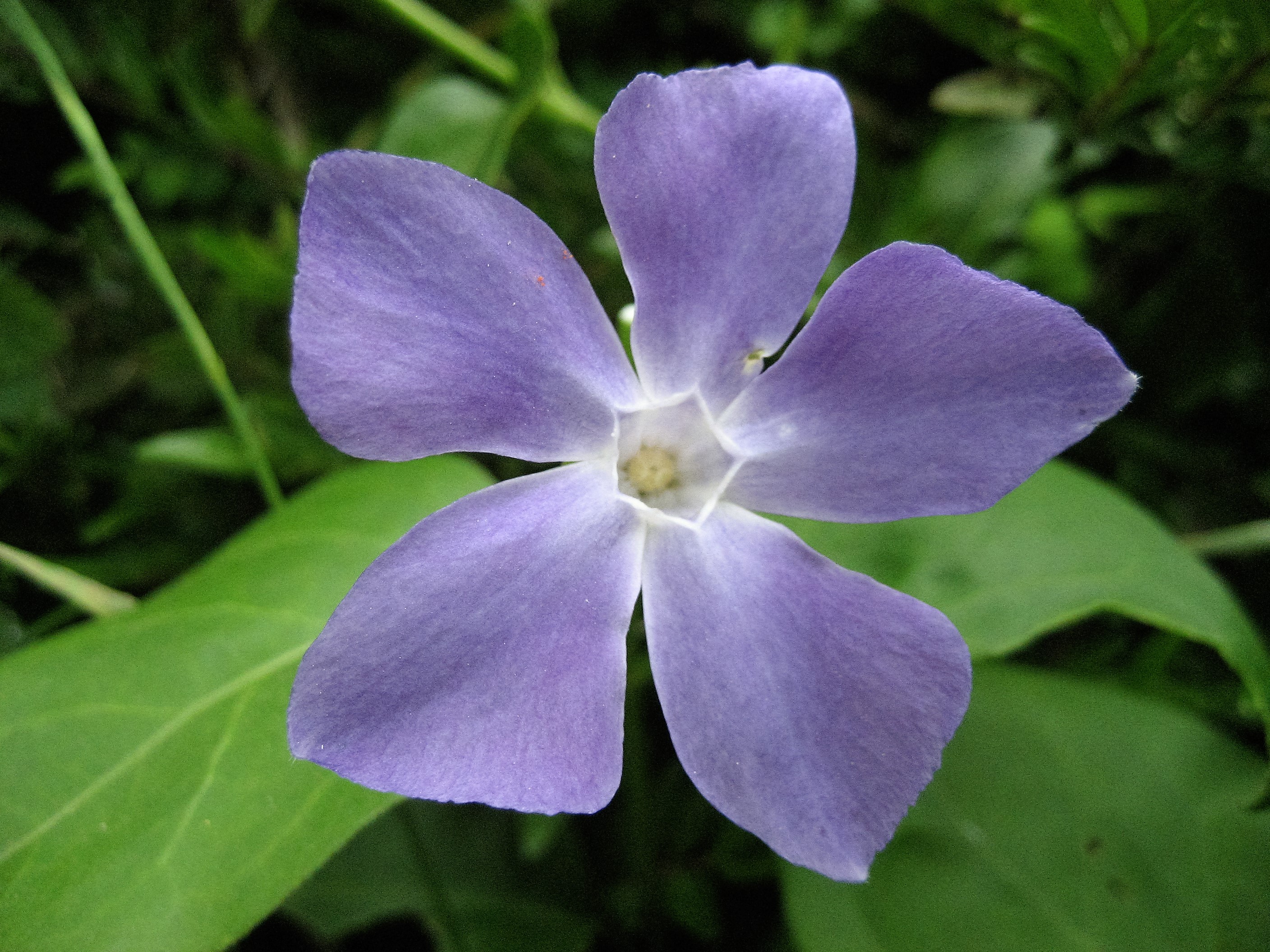 pervanche grande 2.JPG