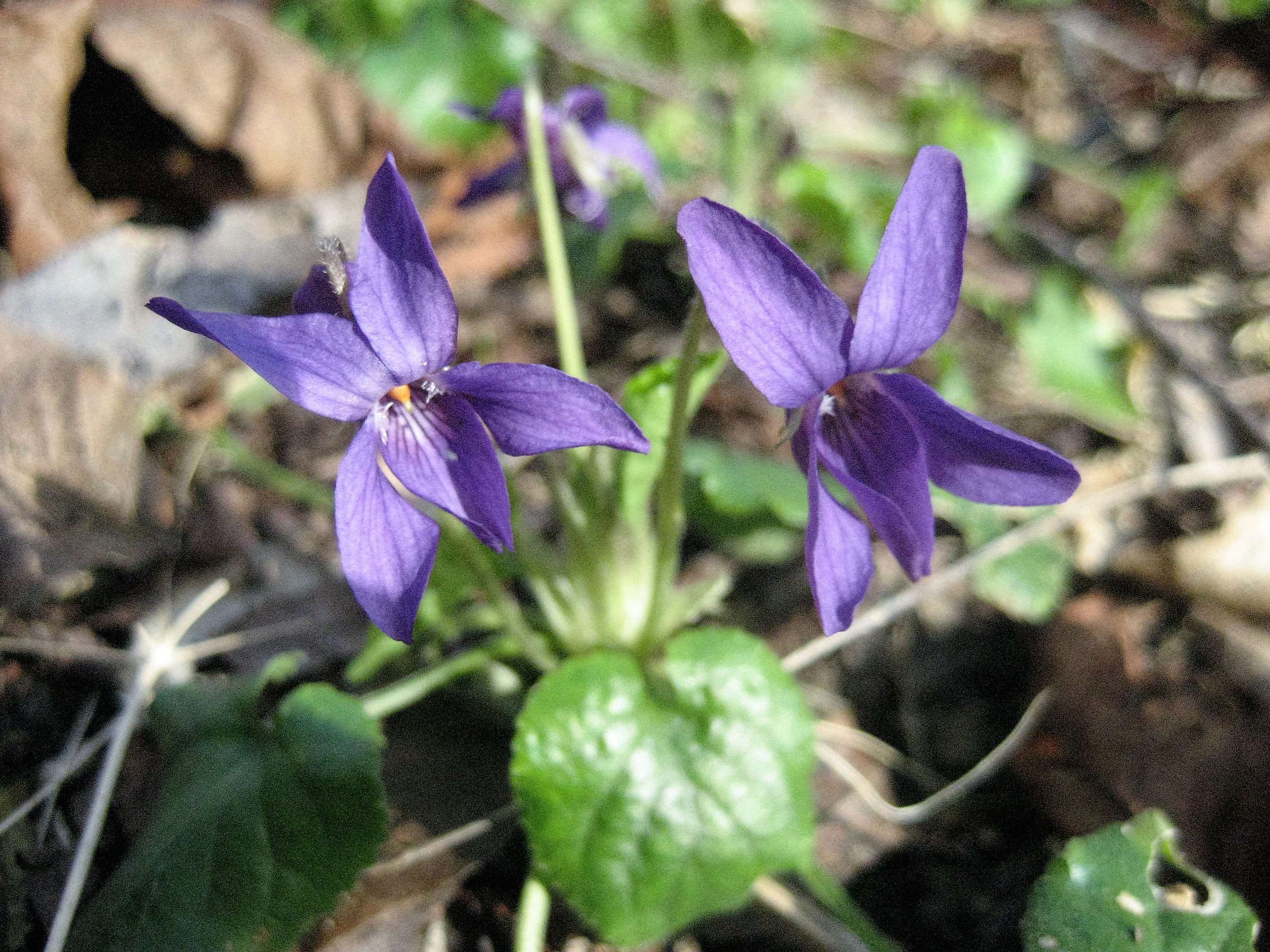 violette des bois 11.JPG