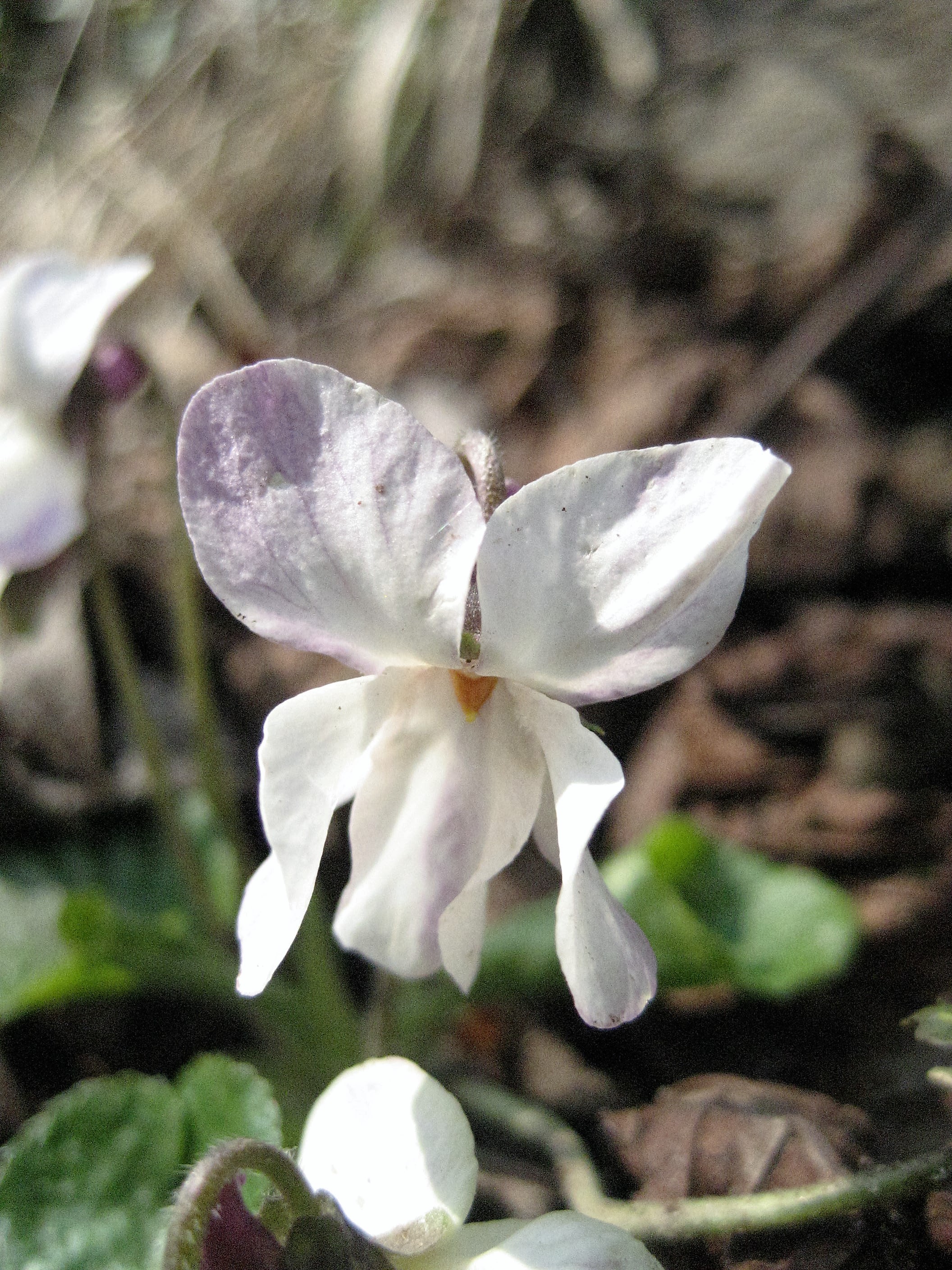violette blanche alba 1.JPG